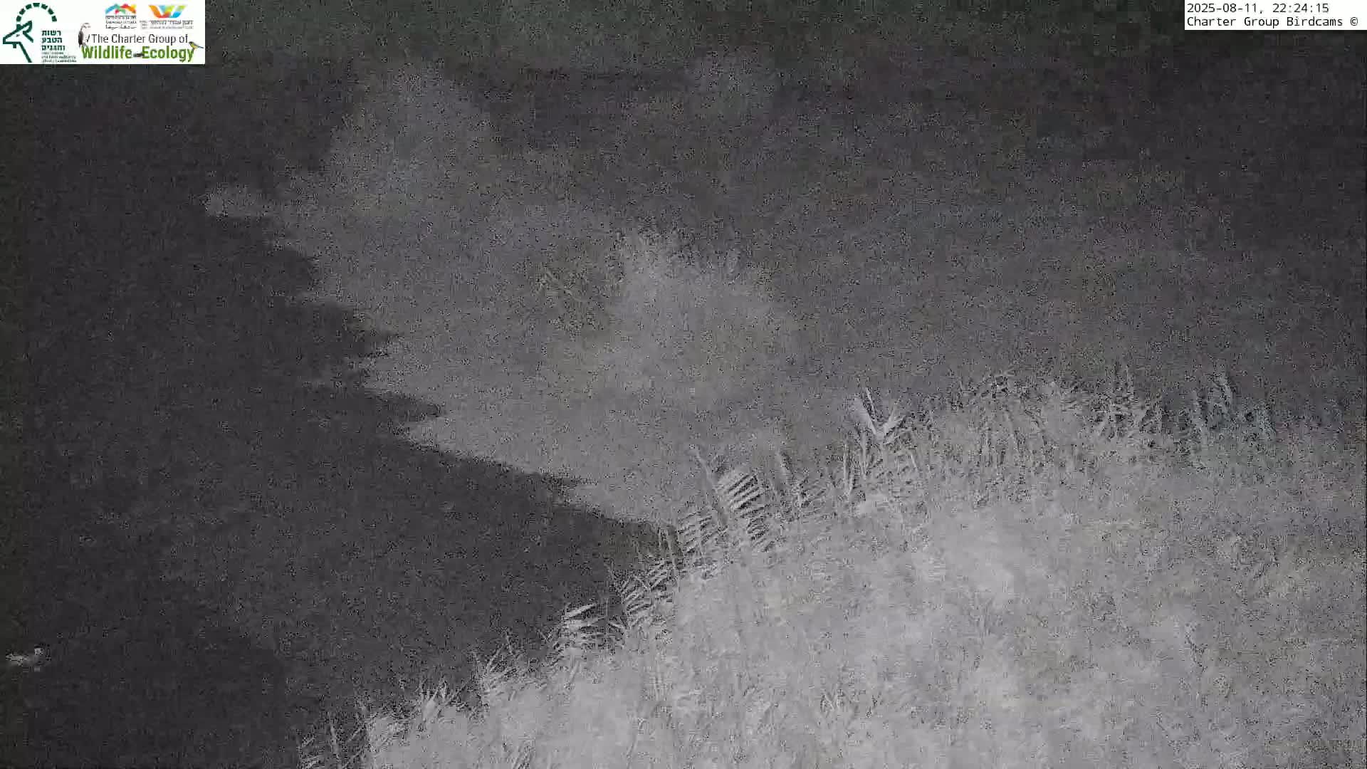 Israel-Syria Border Animal Life, Golan Hills & (Mount Hermon)/Jabal al Shaykh View from Hula Nature Reserve Live Cam - Yesud Hamaala, Northern, Israel