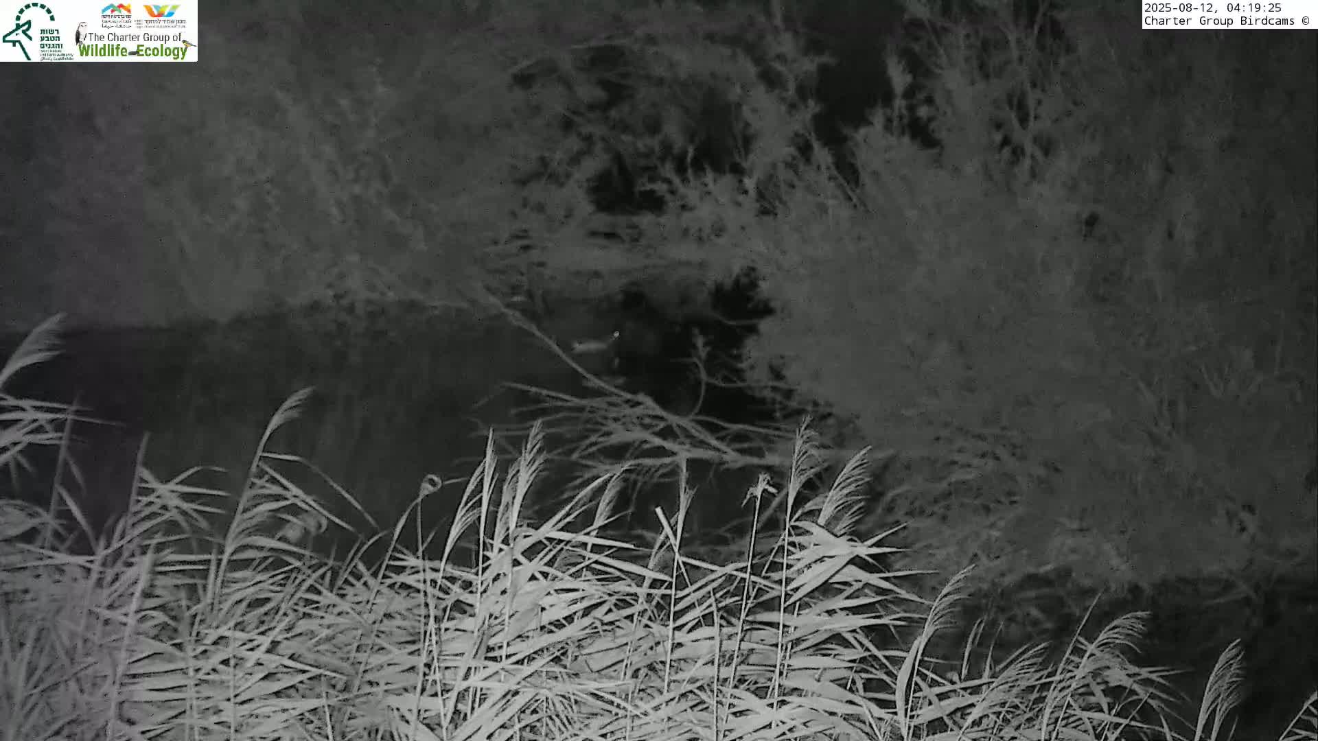 Israel-Syria Border Animal Life, Golan Hills & (Mount Hermon)/Jabal al Shaykh View from Hula Nature Reserve Live Cam - Yesud Hamaala, Northern, Israel