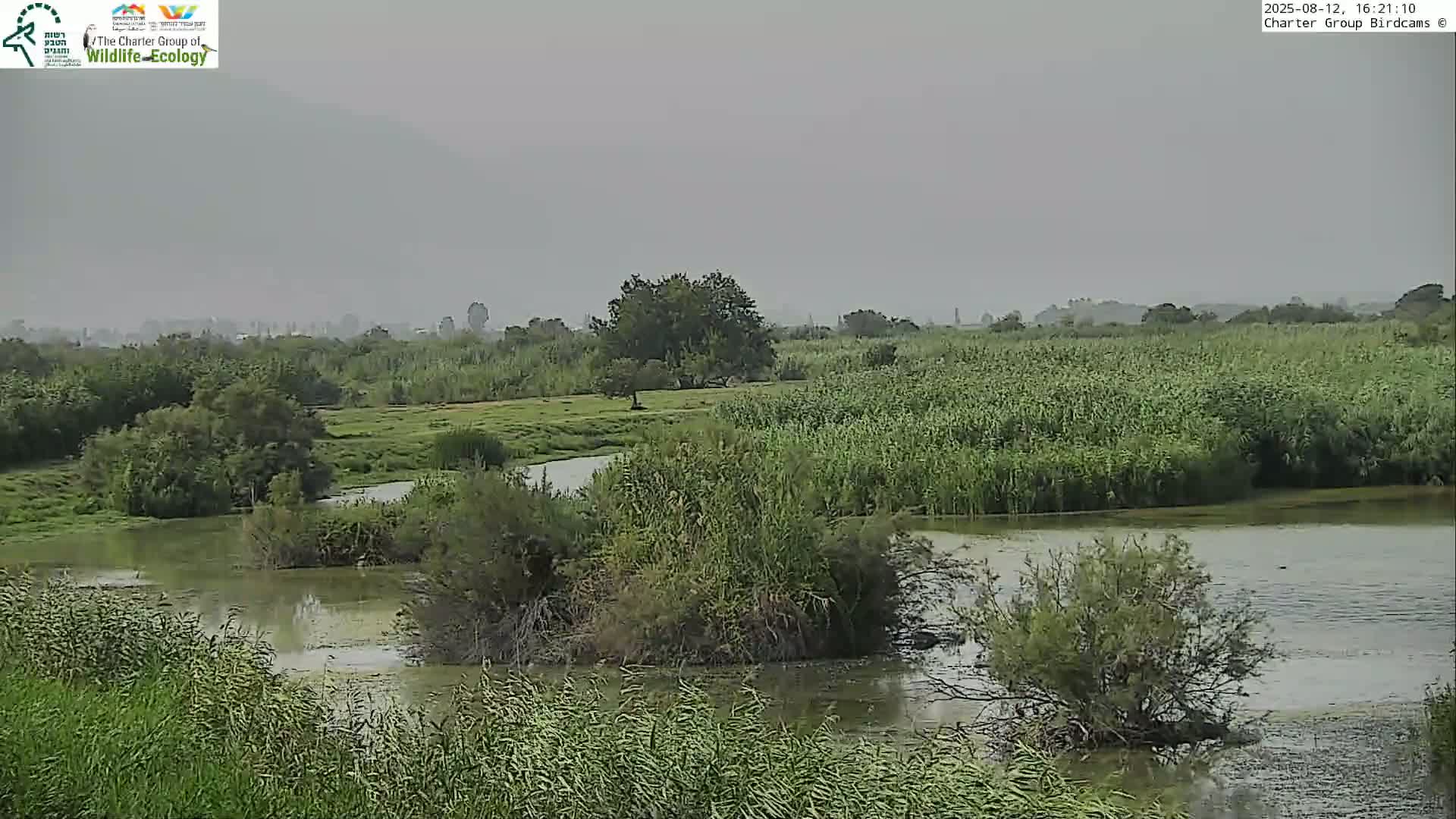 Israel-Syria Border Animal Life, Golan Hills & (Mount Hermon)/Jabal al Shaykh View from Hula Nature Reserve Live Cam - Yesud Hamaala, Northern, Israel