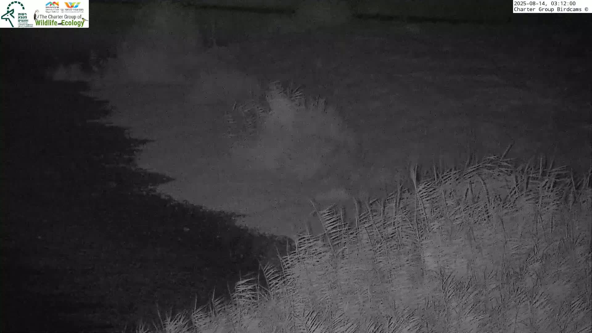Israel-Syria Border Animal Life, Golan Hills & (Mount Hermon)/Jabal al Shaykh View from Hula Nature Reserve Live Cam - Yesud Hamaala, Northern, Israel