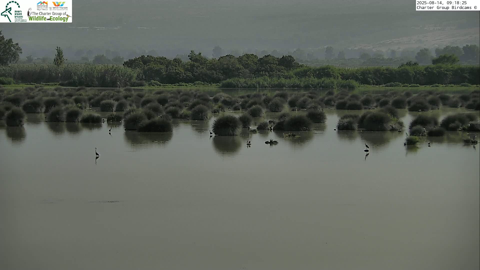 Israel-Syria Border Animal Life, Golan Hills & (Mount Hermon)/Jabal al Shaykh View from Hula Nature Reserve Live Cam - Yesud Hamaala, Northern, Israel