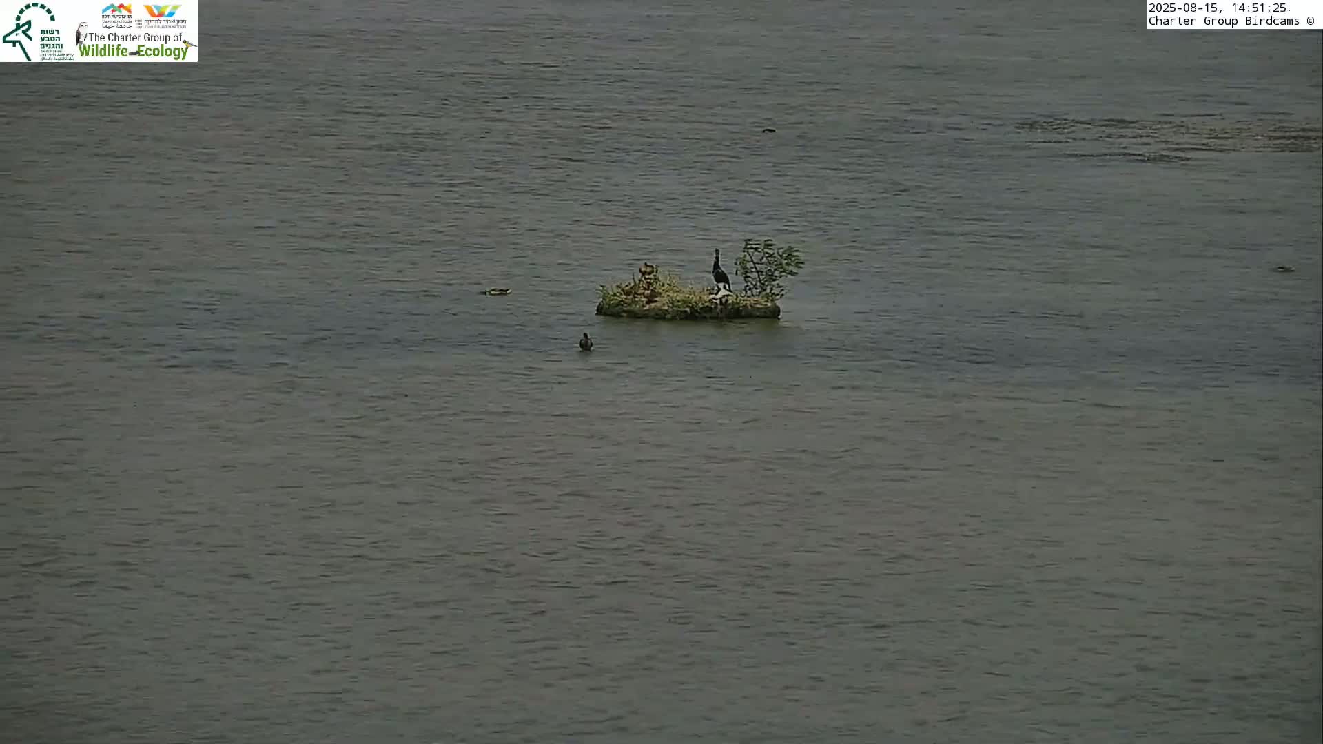 Several birds are on and around a small island in a calm, overcast body of water.