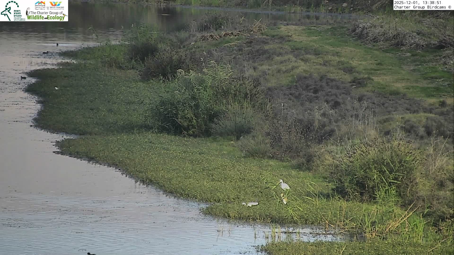 Israel-Syria Border Animal Life, Golan Hills & (Mount Hermon)/Jabal al Shaykh View from Hula Nature Reserve Live Cam - Yesud Hamaala, Northern, Israel
