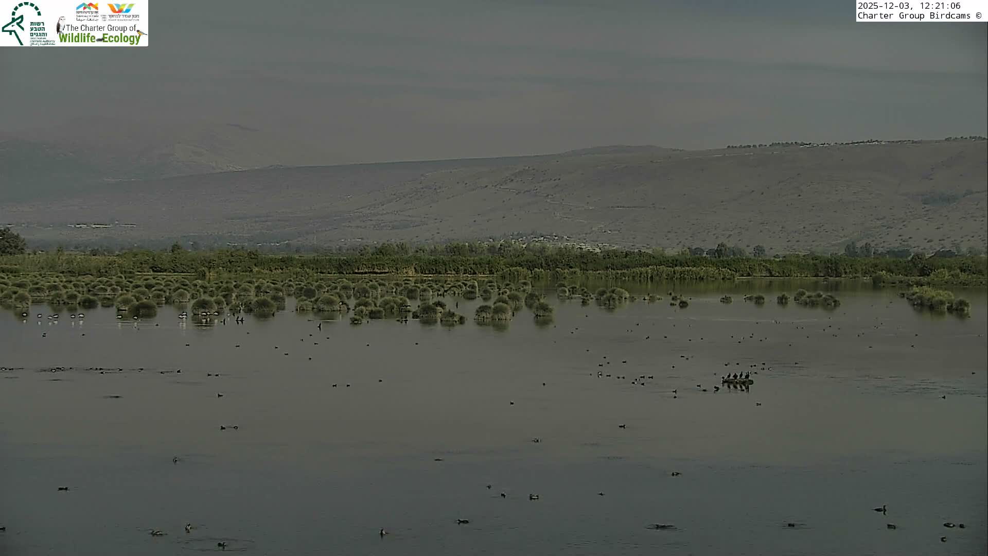 A wide outdoor shot reveals a sprawling marshland under an overcast and hazy sky, populated by numerous birds swimming among bushy clumps of vegetation, with a distant treeline and low mountains in the background.