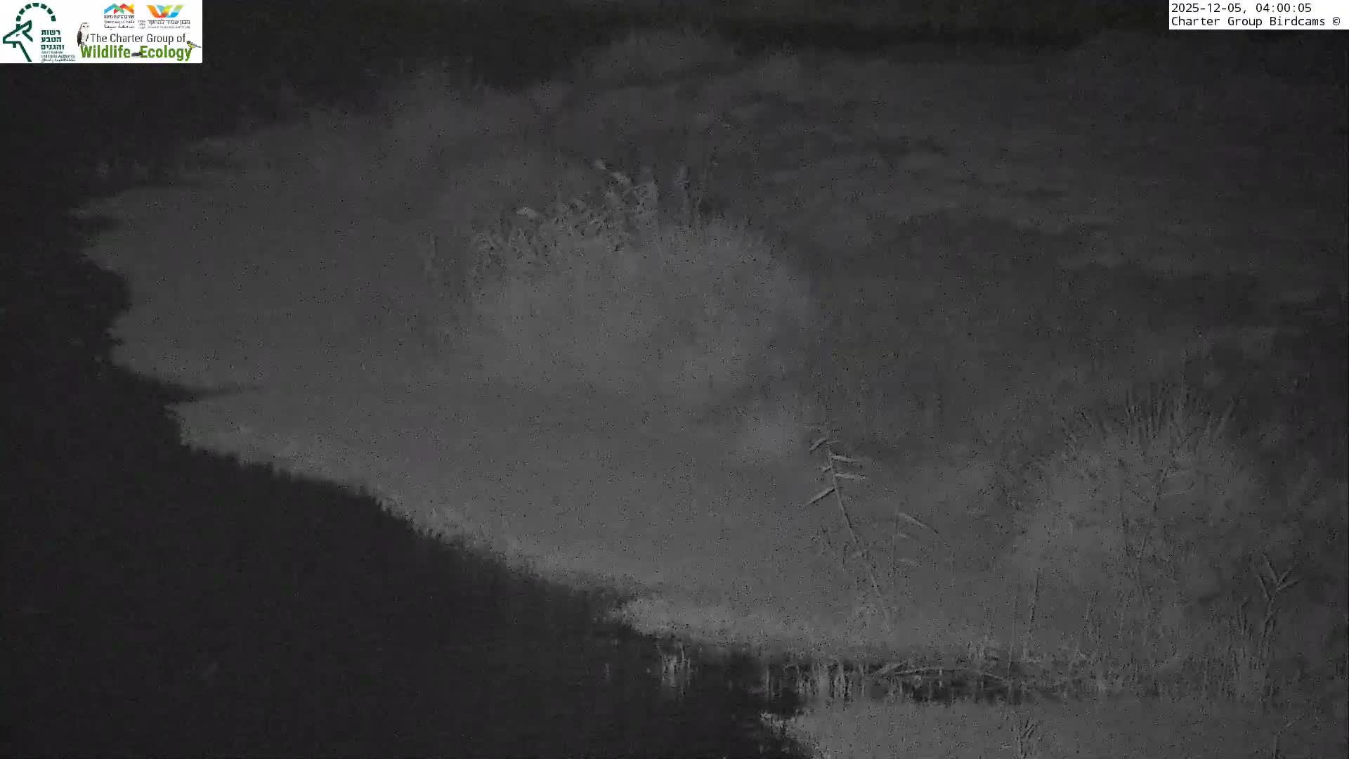 Israel-Syria Border Animal Life, Golan Hills & (Mount Hermon)/Jabal al Shaykh View from Hula Nature Reserve Live Cam - Yesud Hamaala, Northern, Israel