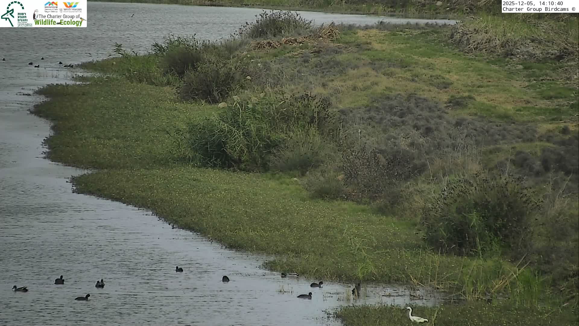Israel-Syria Border Animal Life, Golan Hills & (Mount Hermon)/Jabal al Shaykh View from Hula Nature Reserve Live Cam - Yesud Hamaala, Northern, Israel