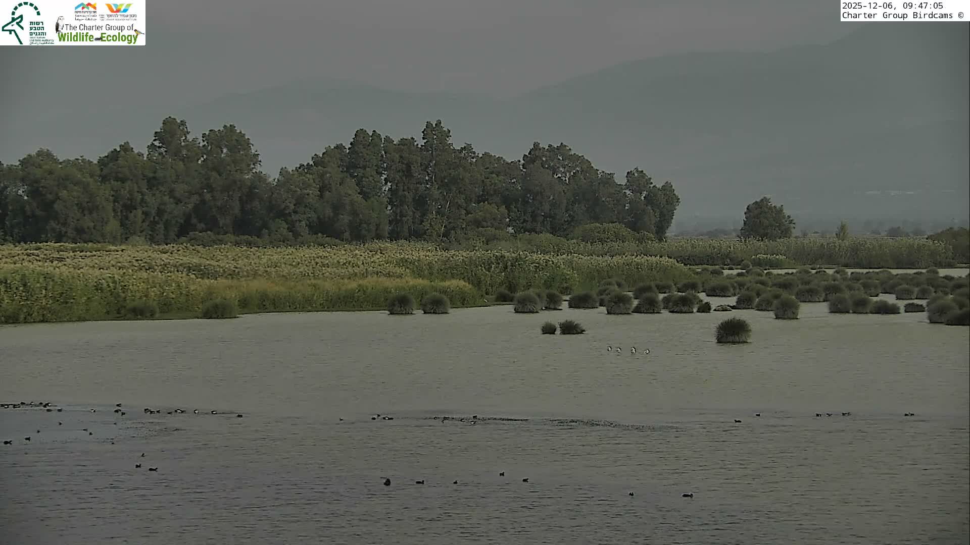 Israel-Syria Border Animal Life, Golan Hills & (Mount Hermon)/Jabal al Shaykh View from Hula Nature Reserve Live Cam - Yesud Hamaala, Northern, Israel