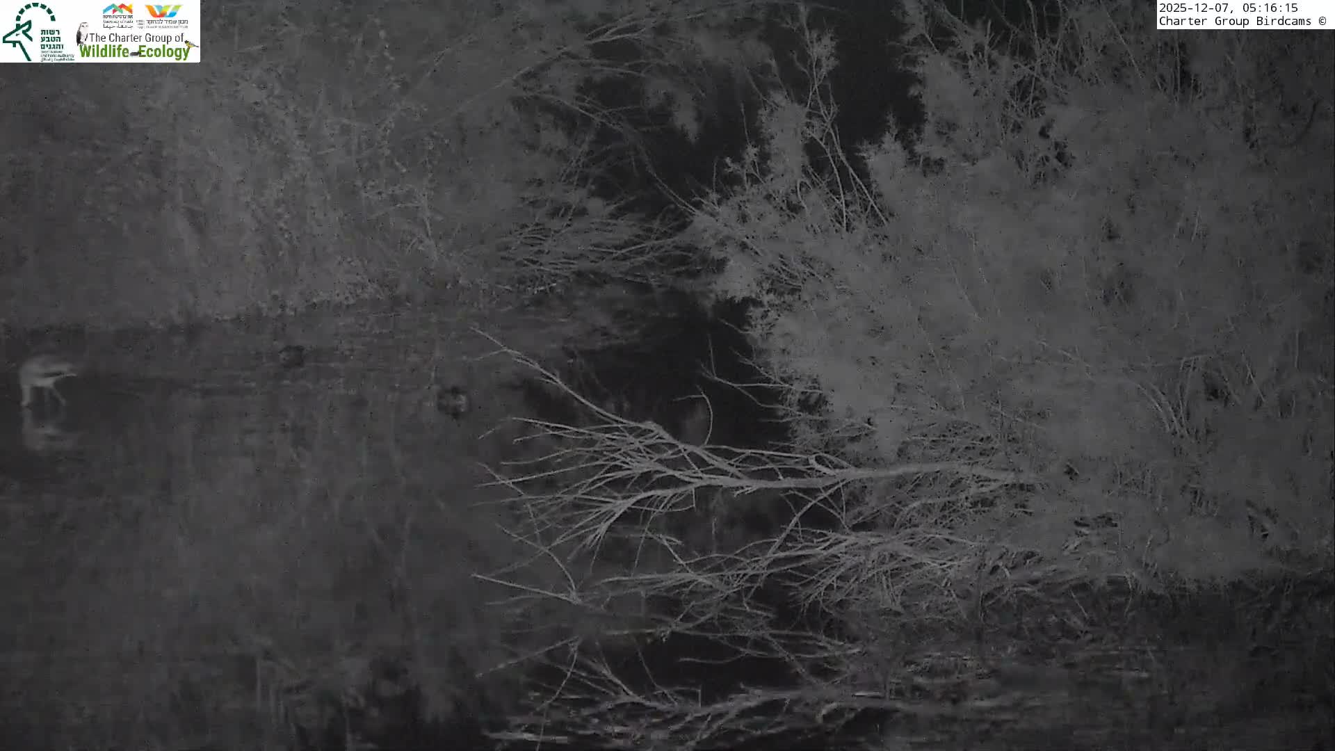 Israel-Syria Border Animal Life, Golan Hills & (Mount Hermon)/Jabal al Shaykh View from Hula Nature Reserve Live Cam - Yesud Hamaala, Northern, Israel