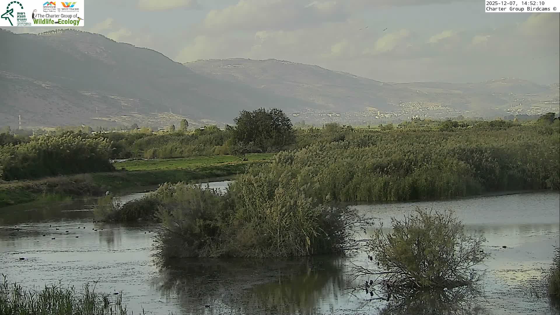 Israel-Syria Border Animal Life, Golan Hills & (Mount Hermon)/Jabal al Shaykh View from Hula Nature Reserve Live Cam - Yesud Hamaala, Northern, Israel