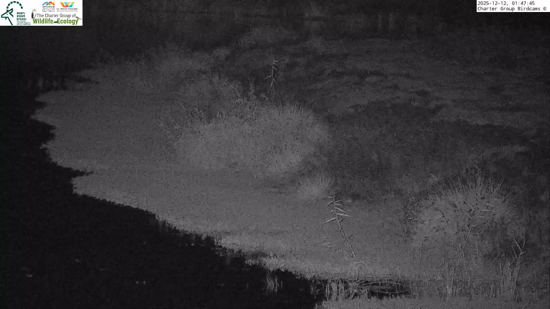 Israel-Syria Border Animal Life, Golan Hills & (Mount Hermon)/Jabal al Shaykh View from Hula Nature Reserve Live Cam - Yesud Hamaala, Northern, Israel