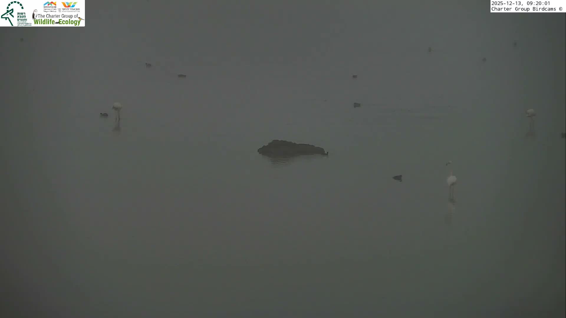 Israel-Syria Border Animal Life, Golan Hills & (Mount Hermon)/Jabal al Shaykh View from Hula Nature Reserve Live Cam - Yesud Hamaala, Northern, Israel