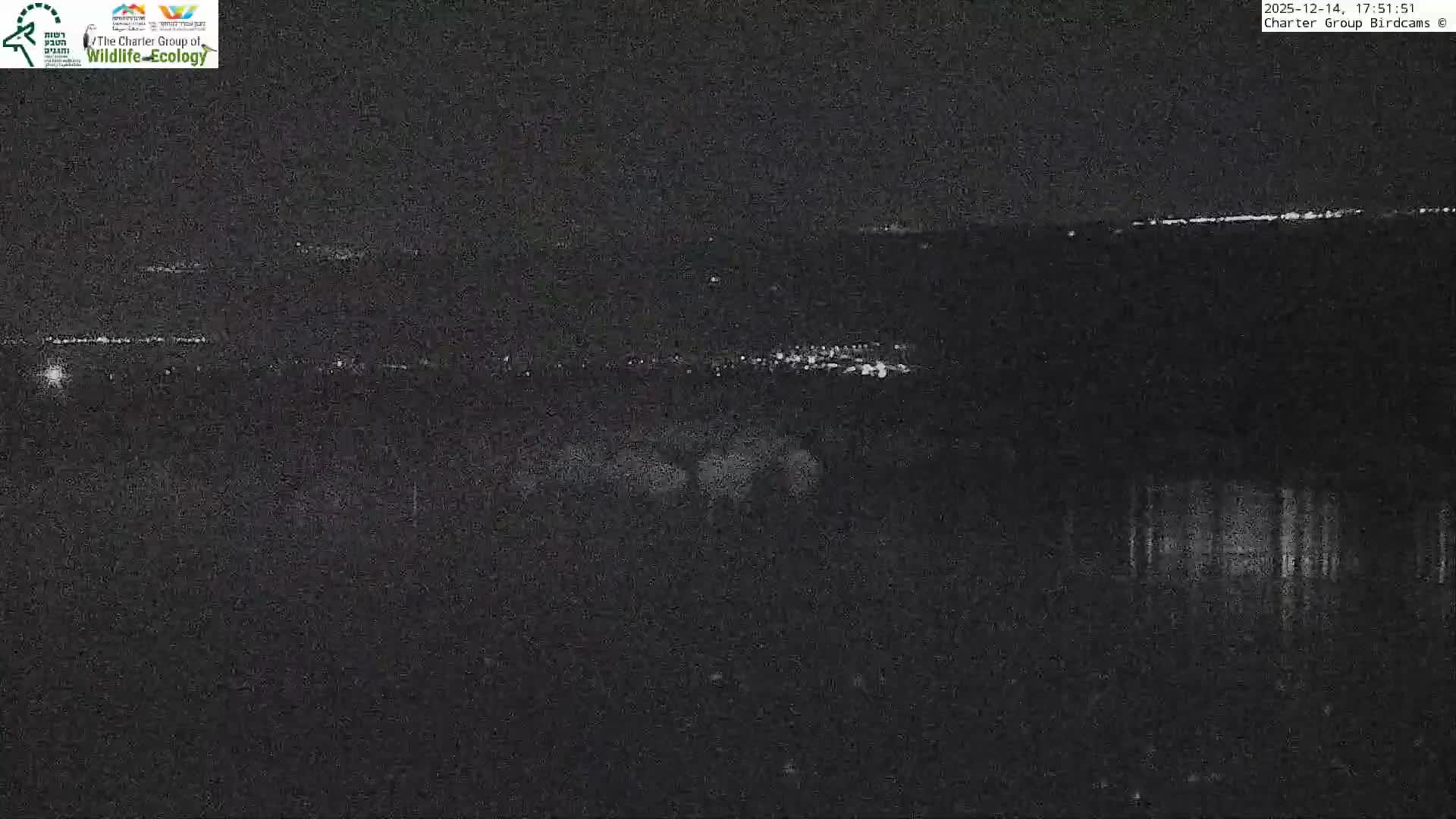 A wide outdoor shot reveals a sprawling marshland under an overcast and hazy sky, populated by numerous birds swimming among bushy clumps of vegetation, with a distant treeline and low mountains in the background.