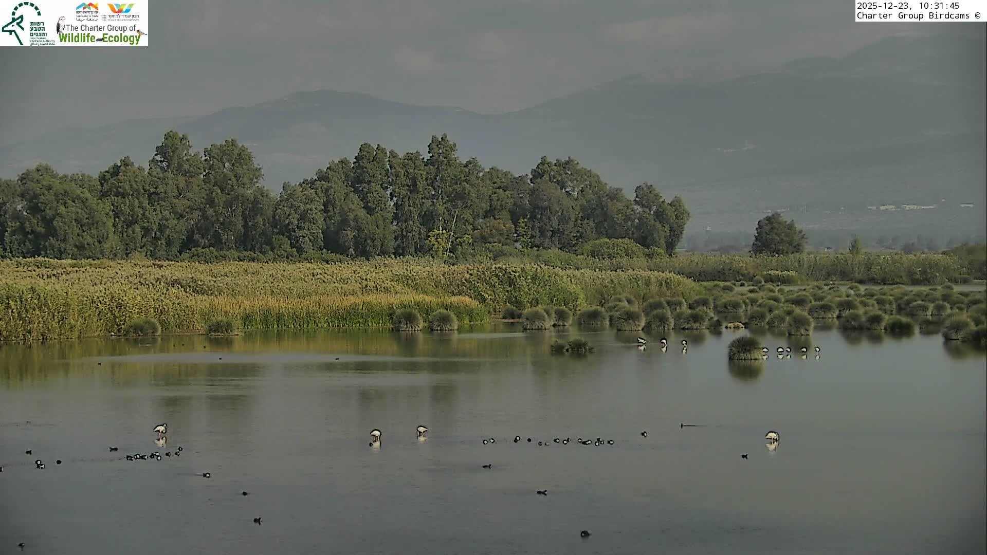 Israel-Syria Border Animal Life, Golan Hills & (Mount Hermon)/Jabal al Shaykh View from Hula Nature Reserve Live Cam - Yesud Hamaala, Northern, Israel