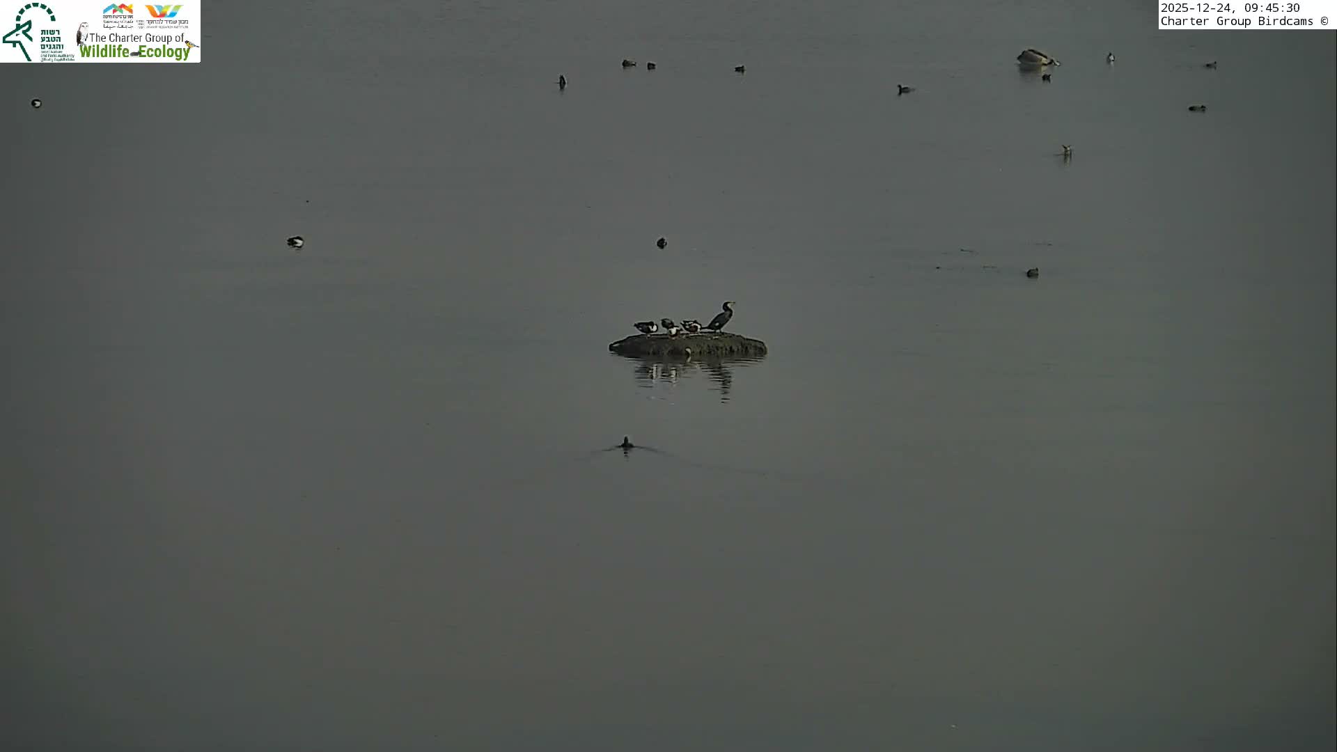 Israel-Syria Border Animal Life, Golan Hills & (Mount Hermon)/Jabal al Shaykh View from Hula Nature Reserve Live Cam - Yesud Hamaala, Northern, Israel