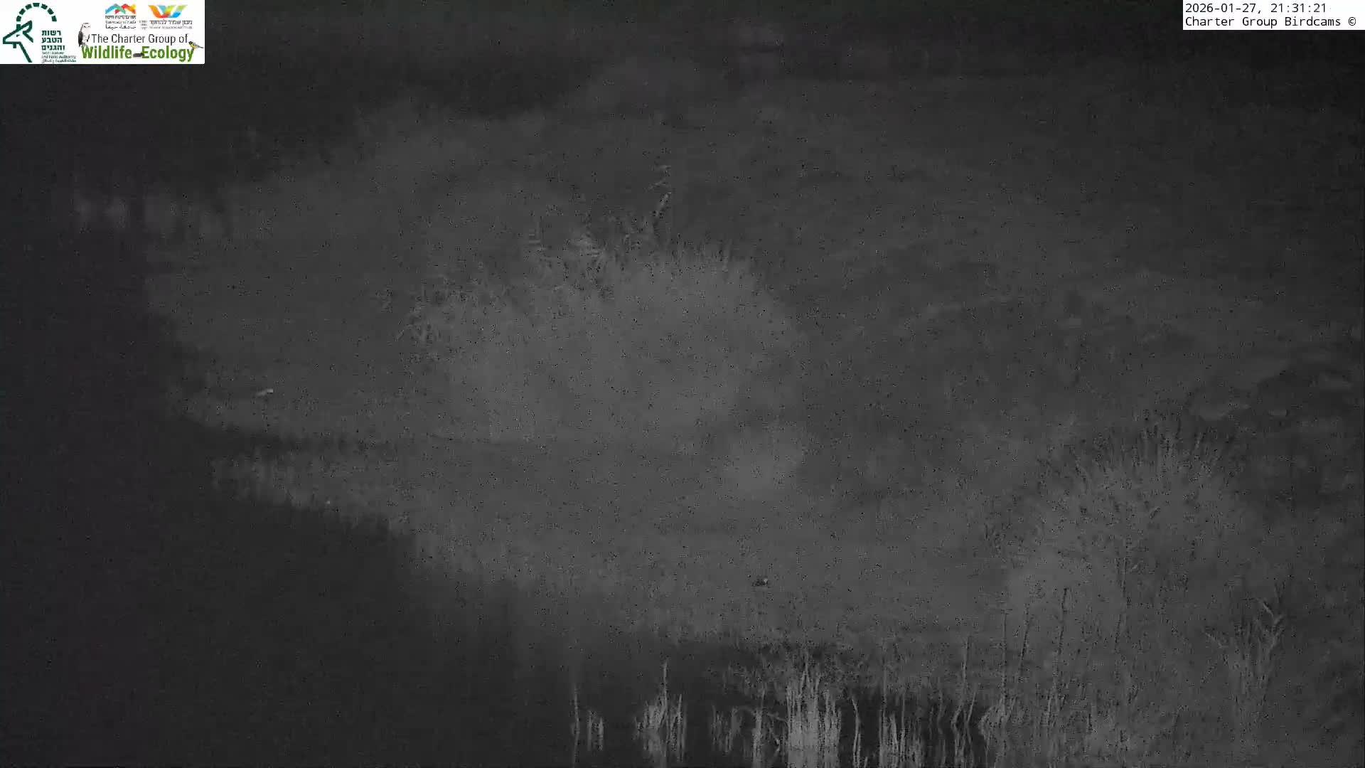 Israel-Syria Border Animal Life, Golan Hills & (Mount Hermon)/Jabal al Shaykh View from Hula Nature Reserve Live Cam - Yesud Hamaala, Northern, Israel