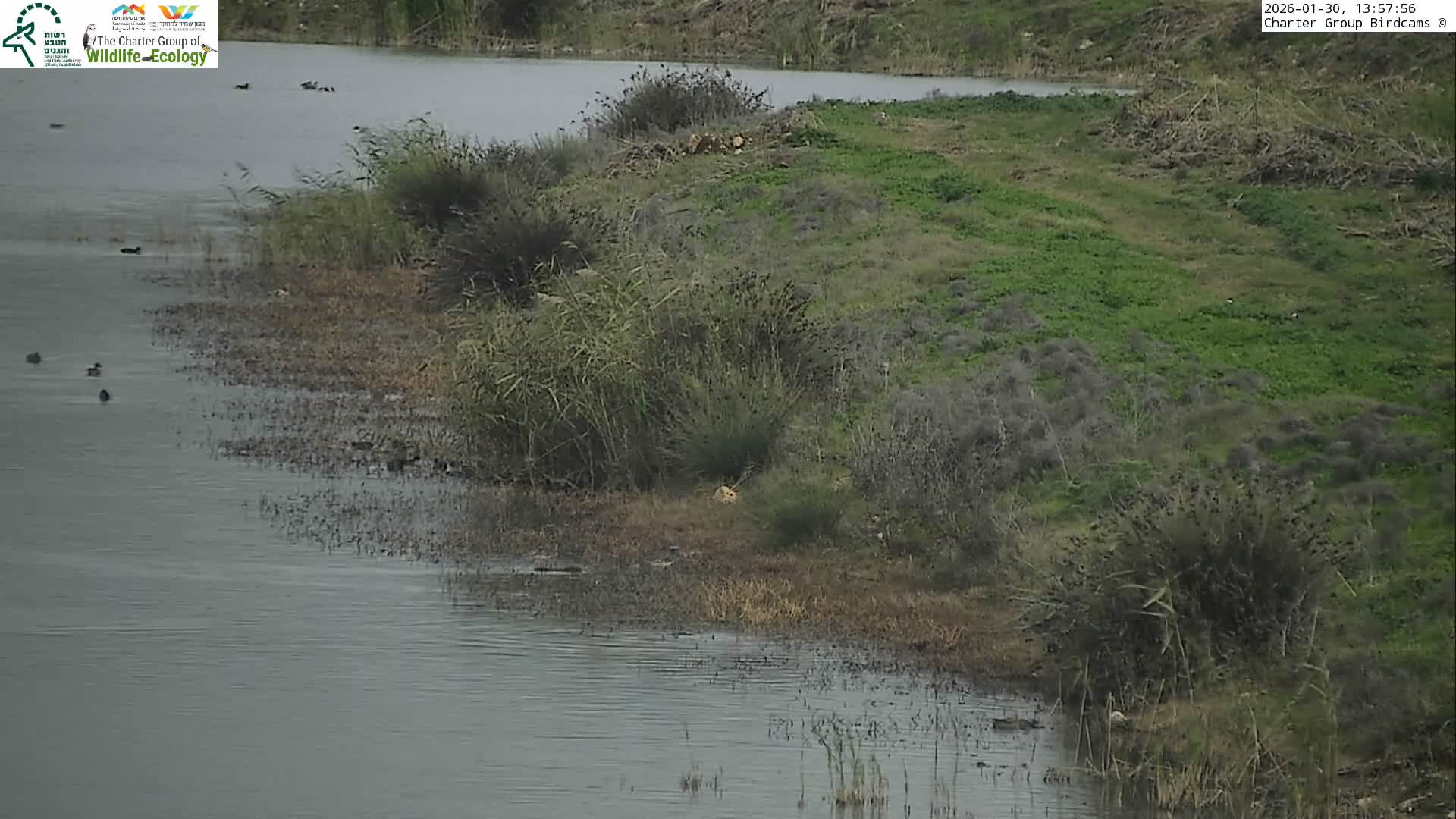 Israel-Syria Border Animal Life, Golan Hills & (Mount Hermon)/Jabal al Shaykh View from Hula Nature Reserve Live Cam - Yesud Hamaala, Northern, Israel