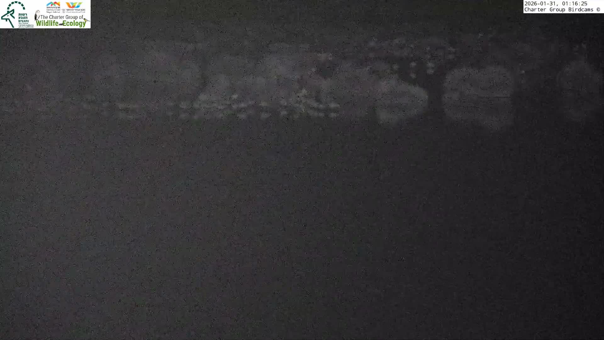 Israel-Syria Border Animal Life, Golan Hills & (Mount Hermon)/Jabal al Shaykh View from Hula Nature Reserve Live Cam - Yesud Hamaala, Northern, Israel