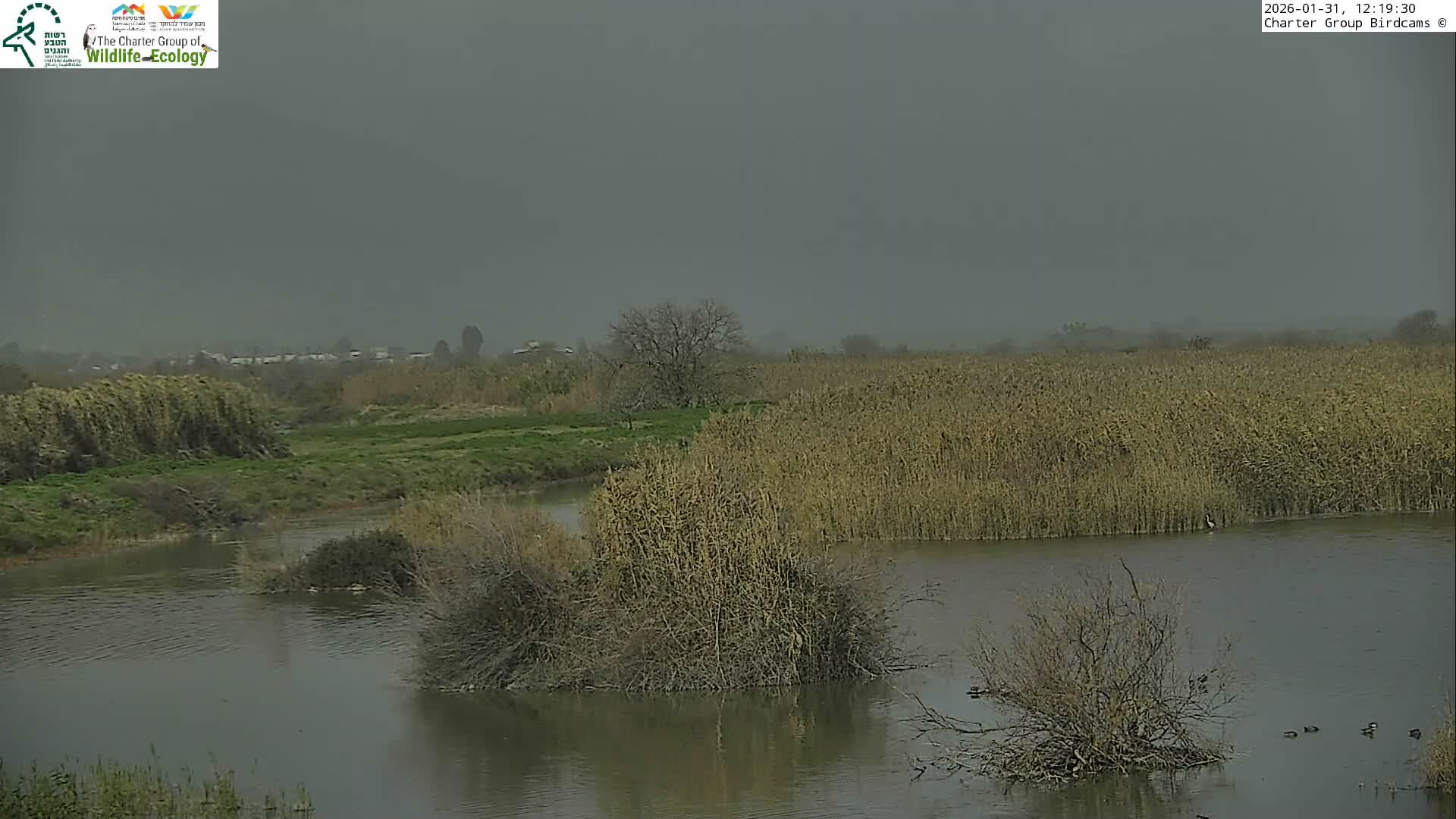 Israel-Syria Border Animal Life, Golan Hills & (Mount Hermon)/Jabal al Shaykh View from Hula Nature Reserve Live Cam - Yesud Hamaala, Northern, Israel