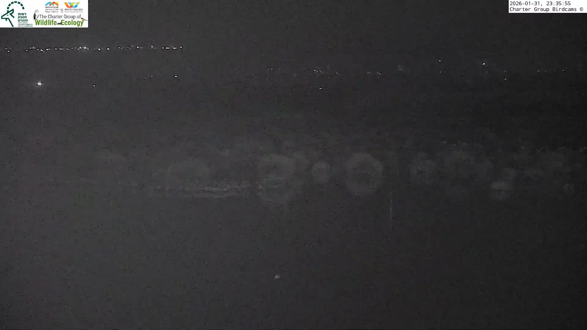 Israel-Syria Border Animal Life, Golan Hills & (Mount Hermon)/Jabal al Shaykh View from Hula Nature Reserve Live Cam - Yesud Hamaala, Northern, Israel