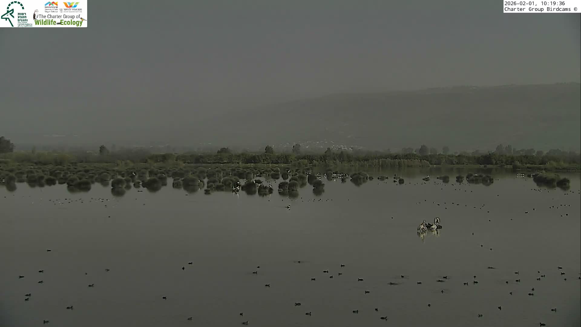 Israel-Syria Border Animal Life, Golan Hills & (Mount Hermon)/Jabal al Shaykh View from Hula Nature Reserve Live Cam - Yesud Hamaala, Northern, Israel