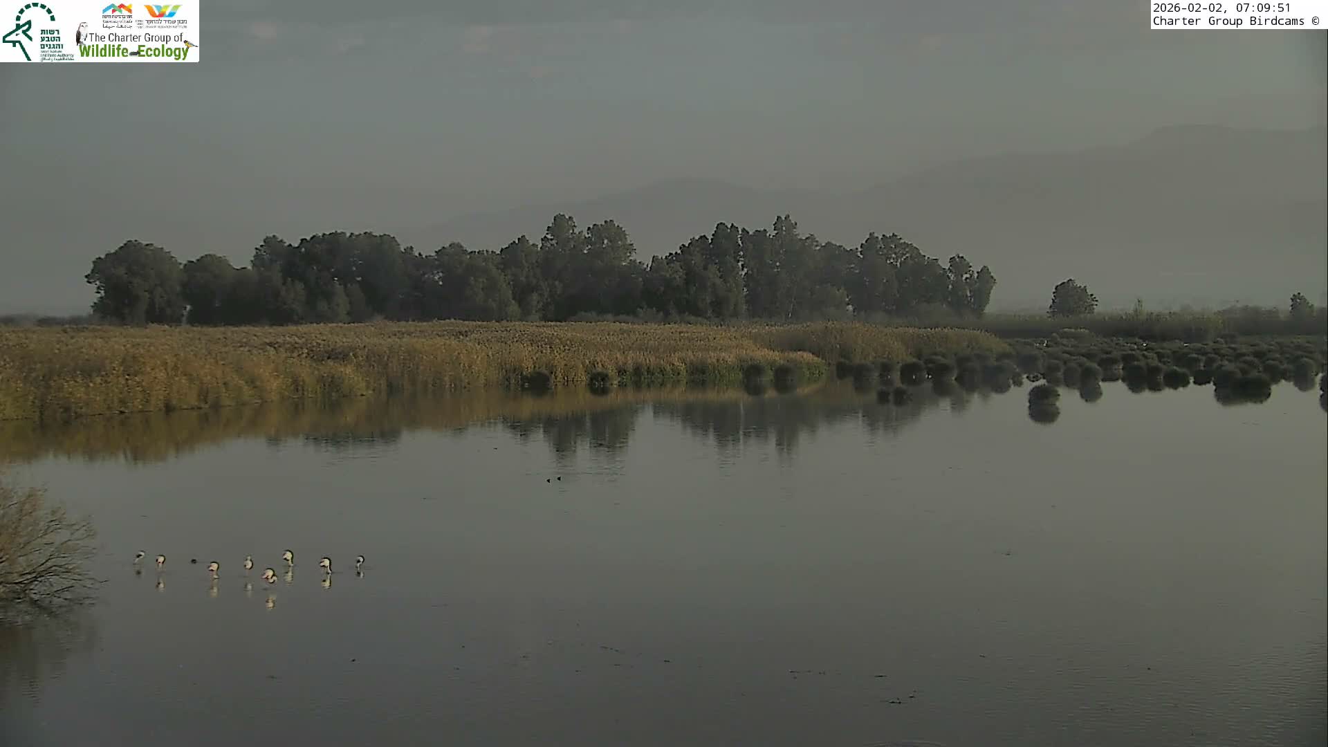 Israel-Syria Border Animal Life, Golan Hills & (Mount Hermon)/Jabal al Shaykh View from Hula Nature Reserve Live Cam - Yesud Hamaala, Northern, Israel