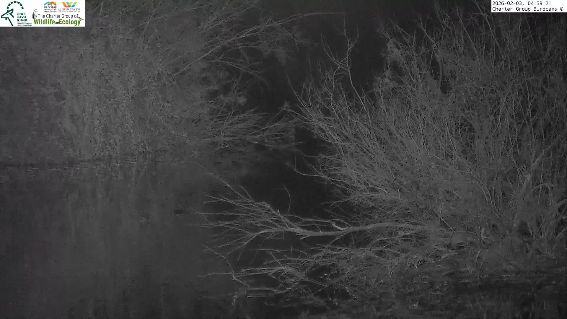 Israel-Syria Border Animal Life, Golan Hills & (Mount Hermon)/Jabal al Shaykh View from Hula Nature Reserve Live Cam - Yesud Hamaala, Northern, Israel