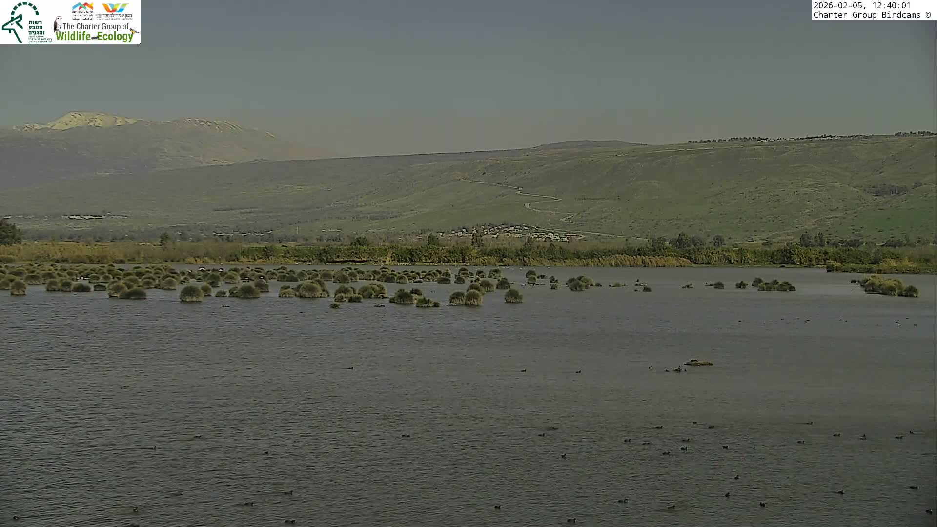 Israel-Syria Border Animal Life, Golan Hills & (Mount Hermon)/Jabal al Shaykh View from Hula Nature Reserve Live Cam - Yesud Hamaala, Northern, Israel