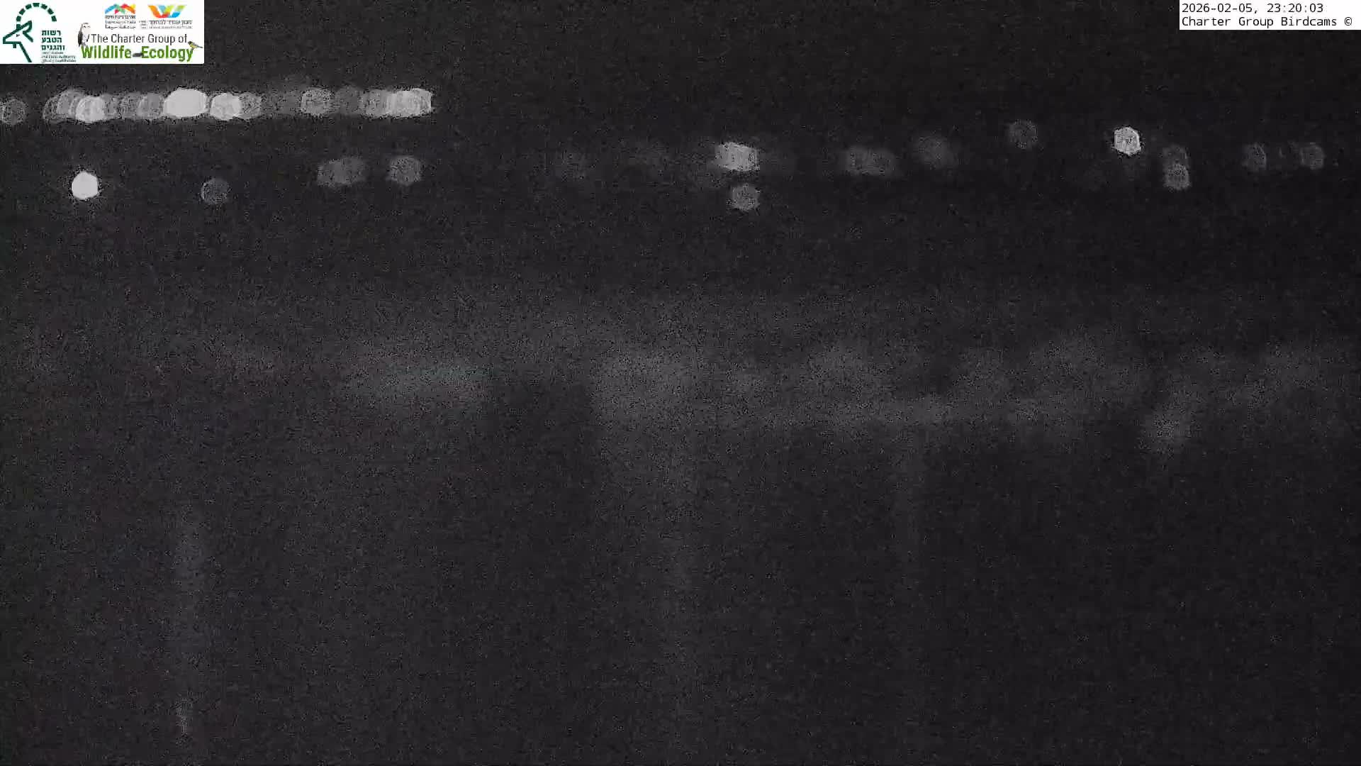 Israel-Syria Border Animal Life, Golan Hills & (Mount Hermon)/Jabal al Shaykh View from Hula Nature Reserve Live Cam - Yesud Hamaala, Northern, Israel