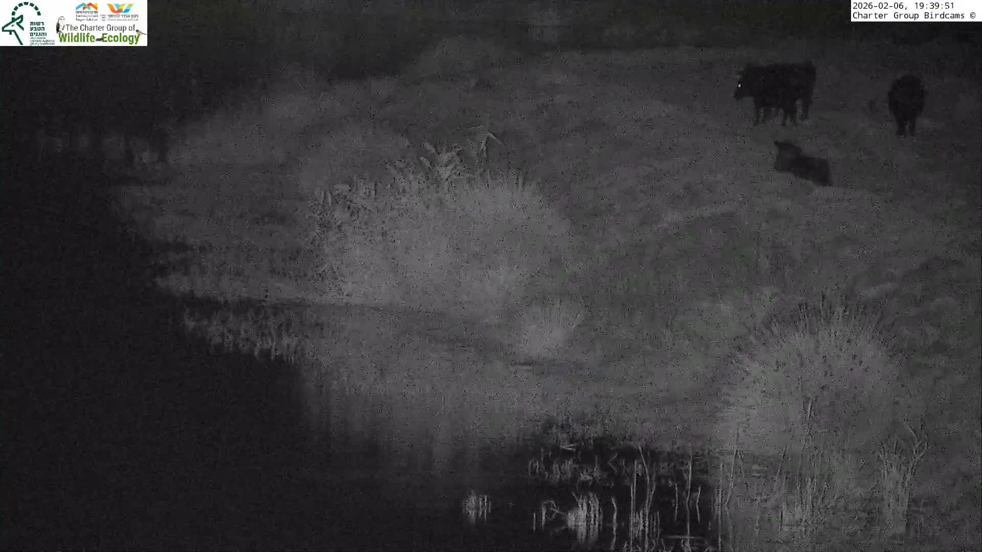 Israel-Syria Border Animal Life, Golan Hills & (Mount Hermon)/Jabal al Shaykh View from Hula Nature Reserve Live Cam - Yesud Hamaala, Northern, Israel
