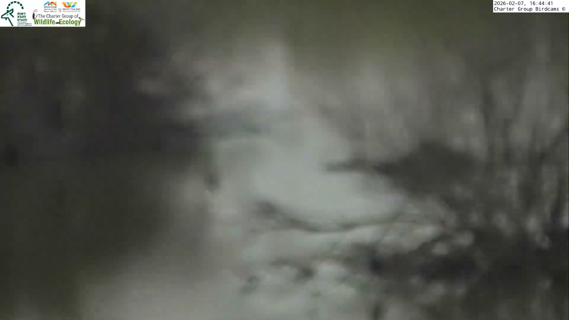 Israel-Syria Border Animal Life, Golan Hills & (Mount Hermon)/Jabal al Shaykh View from Hula Nature Reserve Live Cam - Yesud Hamaala, Northern, Israel