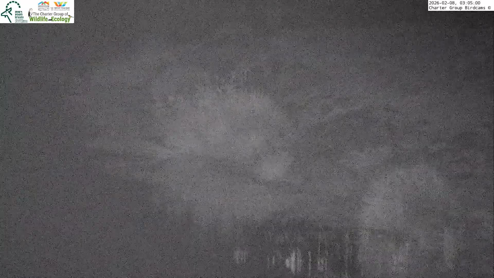 Israel-Syria Border Animal Life, Golan Hills & (Mount Hermon)/Jabal al Shaykh View from Hula Nature Reserve Live Cam - Yesud Hamaala, Northern, Israel