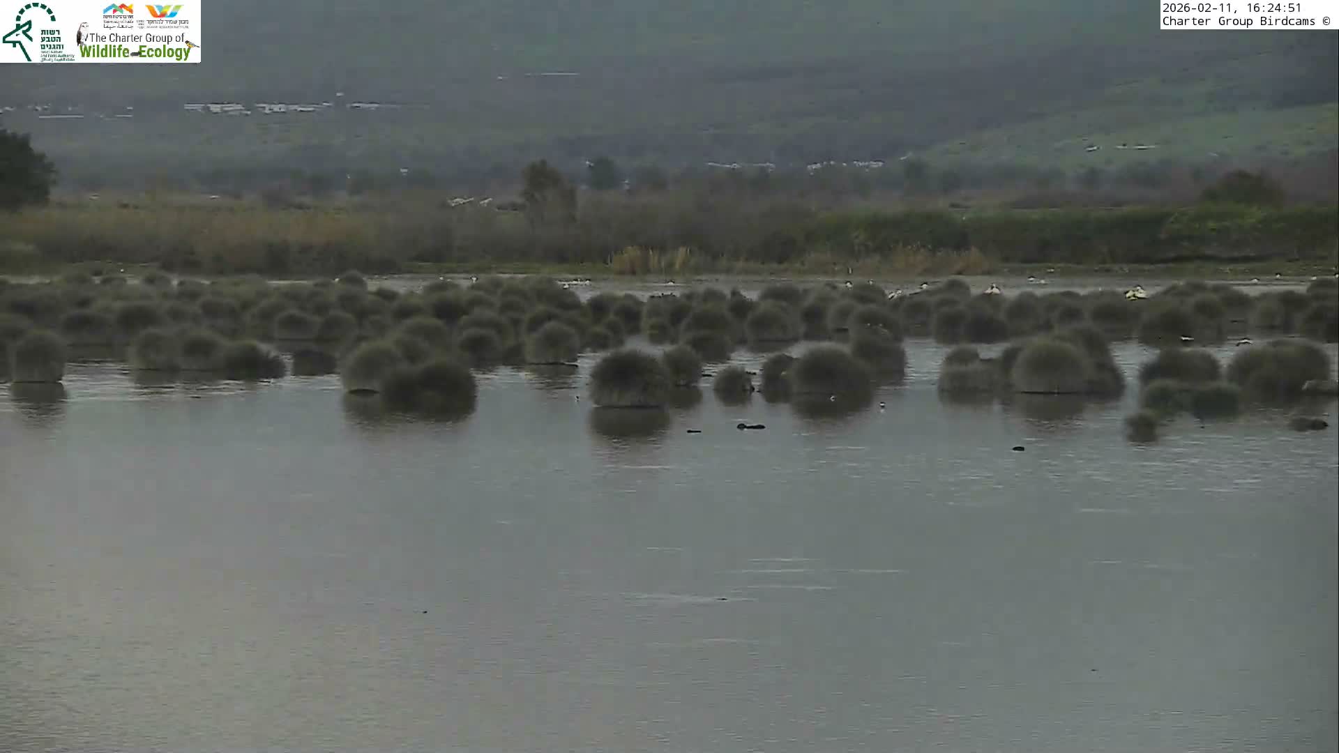 Israel-Syria Border Animal Life, Golan Hills & (Mount Hermon)/Jabal al Shaykh View from Hula Nature Reserve Live Cam - Yesud Hamaala, Northern, Israel