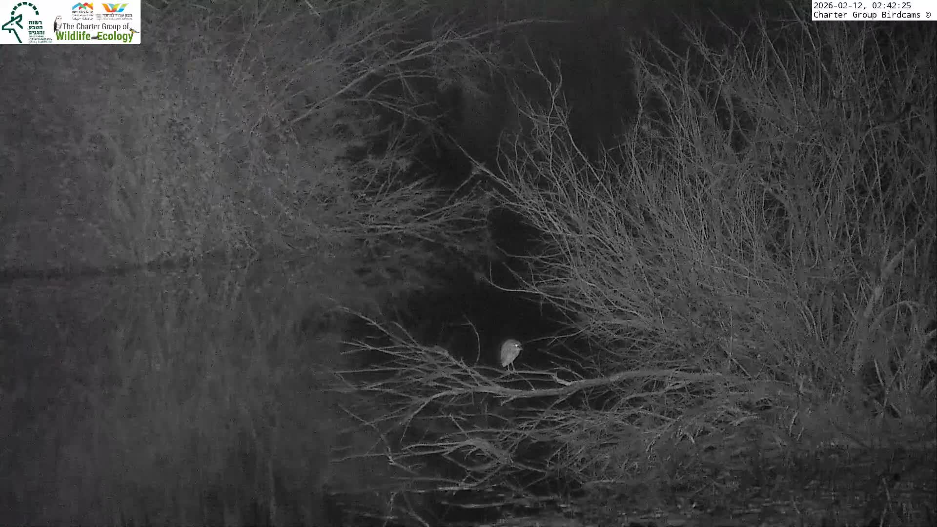 Israel-Syria Border Animal Life, Golan Hills & (Mount Hermon)/Jabal al Shaykh View from Hula Nature Reserve Live Cam - Yesud Hamaala, Northern, Israel