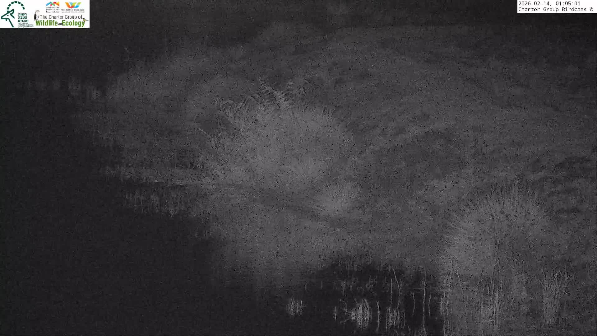 Israel-Syria Border Animal Life, Golan Hills & (Mount Hermon)/Jabal al Shaykh View from Hula Nature Reserve Live Cam - Yesud Hamaala, Northern, Israel