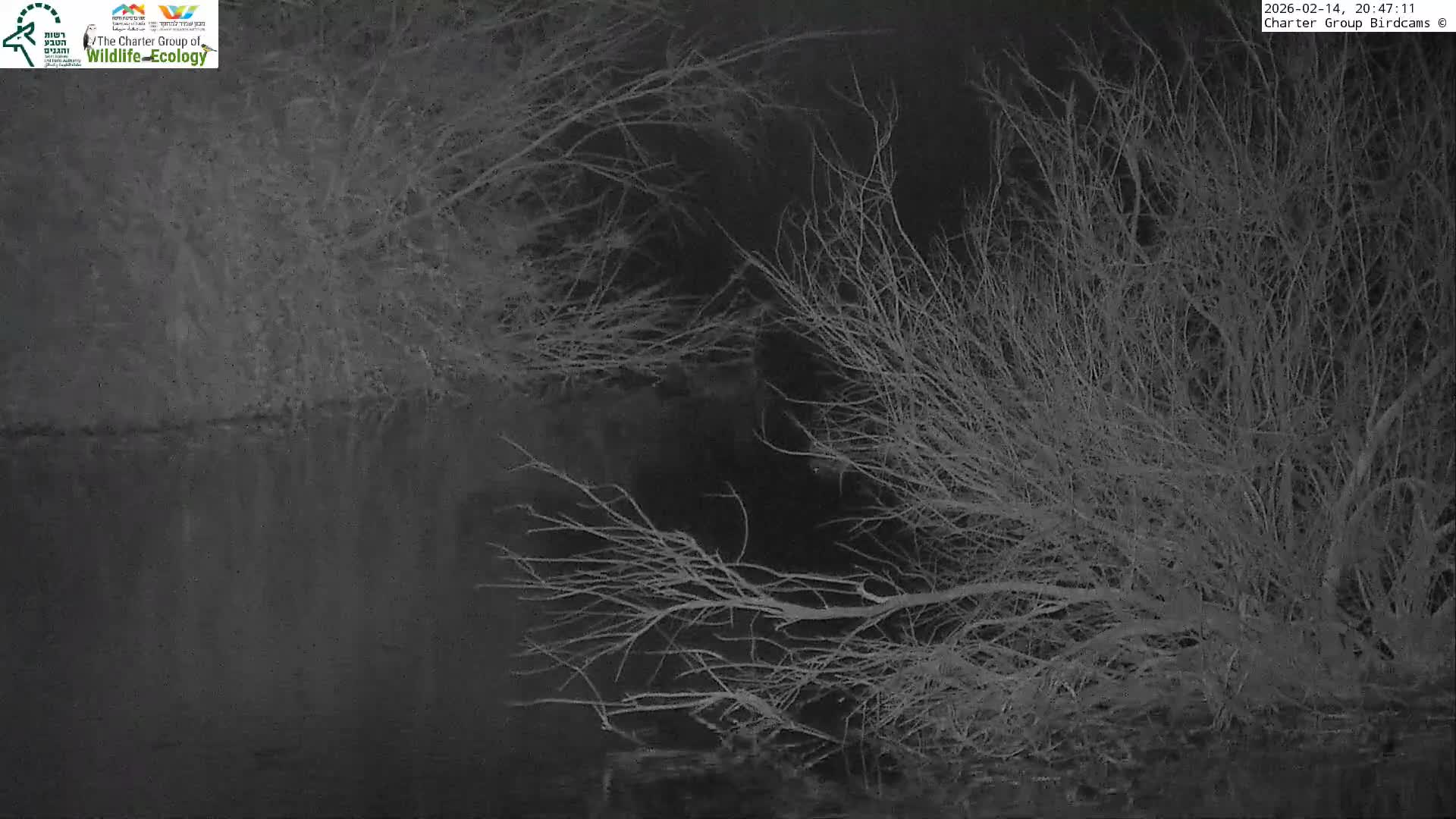 Israel-Syria Border Animal Life, Golan Hills & (Mount Hermon)/Jabal al Shaykh View from Hula Nature Reserve Live Cam - Yesud Hamaala, Northern, Israel
