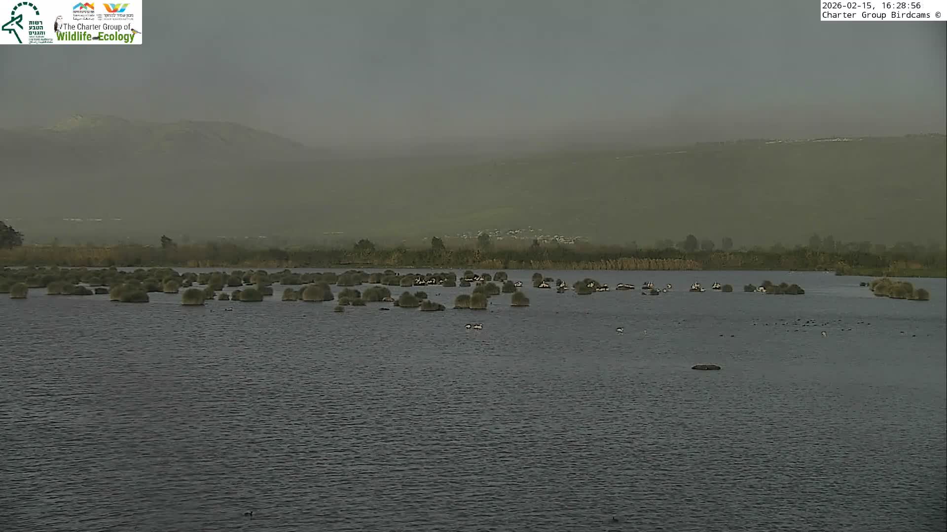 Israel-Syria Border Animal Life, Golan Hills & (Mount Hermon)/Jabal al Shaykh View from Hula Nature Reserve Live Cam - Yesud Hamaala, Northern, Israel