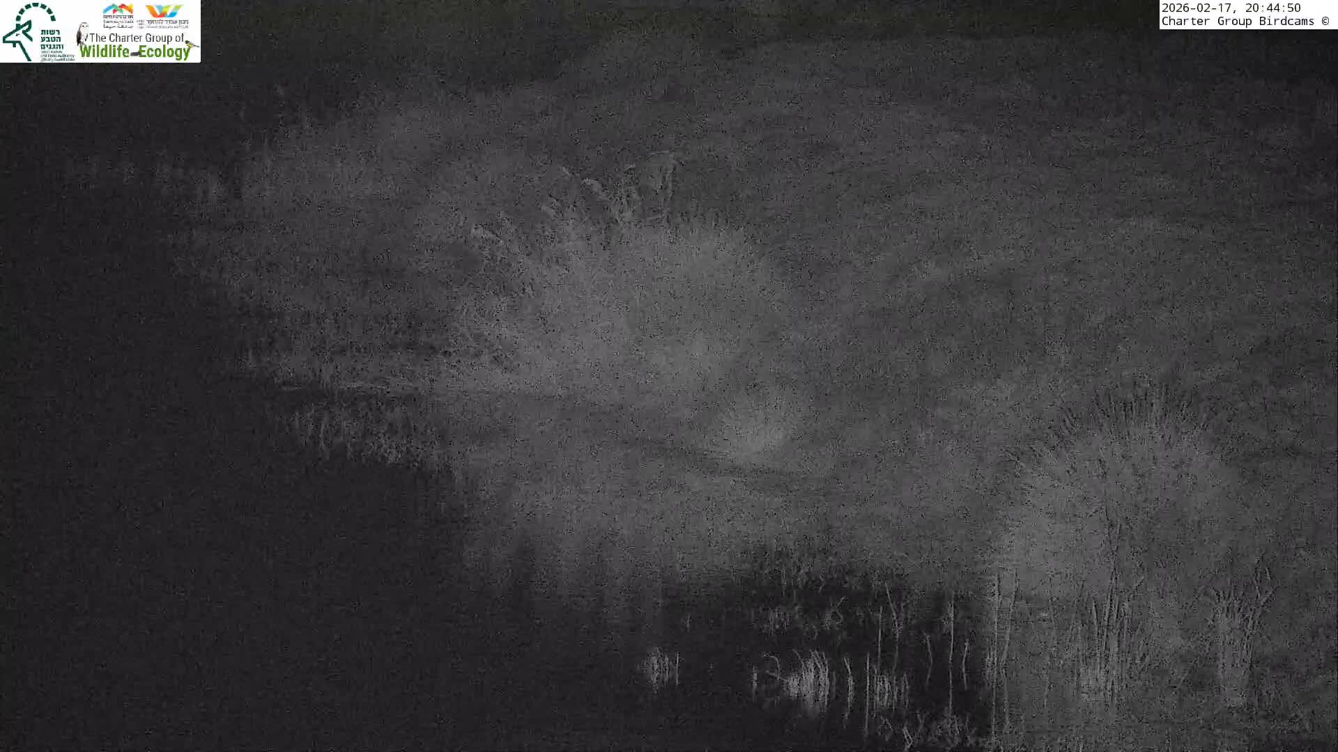 Israel-Syria Border Animal Life, Golan Hills & (Mount Hermon)/Jabal al Shaykh View from Hula Nature Reserve Live Cam - Yesud Hamaala, Northern, Israel
