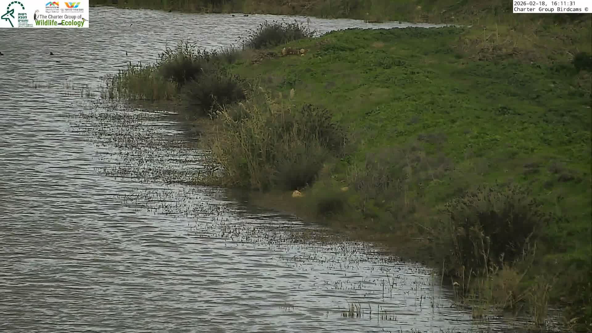 Israel-Syria Border Animal Life, Golan Hills & (Mount Hermon)/Jabal al Shaykh View from Hula Nature Reserve Live Cam - Yesud Hamaala, Northern, Israel