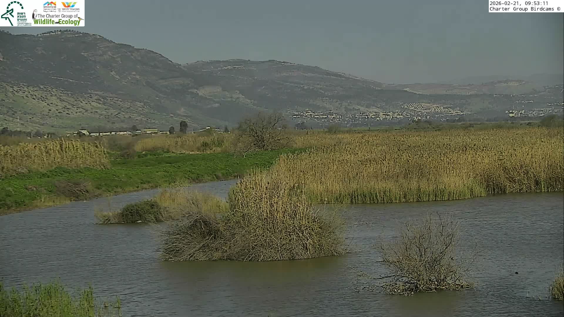 Israel-Syria Border Animal Life, Golan Hills & (Mount Hermon)/Jabal al Shaykh View from Hula Nature Reserve Live Cam - Yesud Hamaala, Northern, Israel