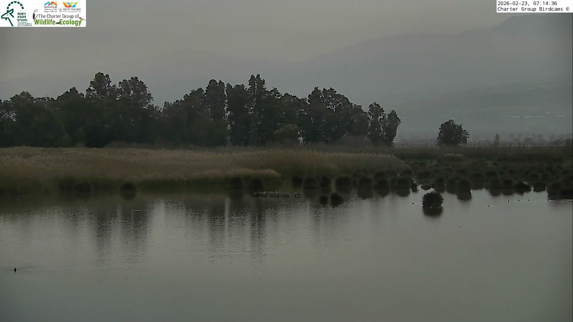 Israel-Syria Border Animal Life, Golan Hills & (Mount Hermon)/Jabal al Shaykh View from Hula Nature Reserve Live Cam - Yesud Hamaala, Northern, Israel