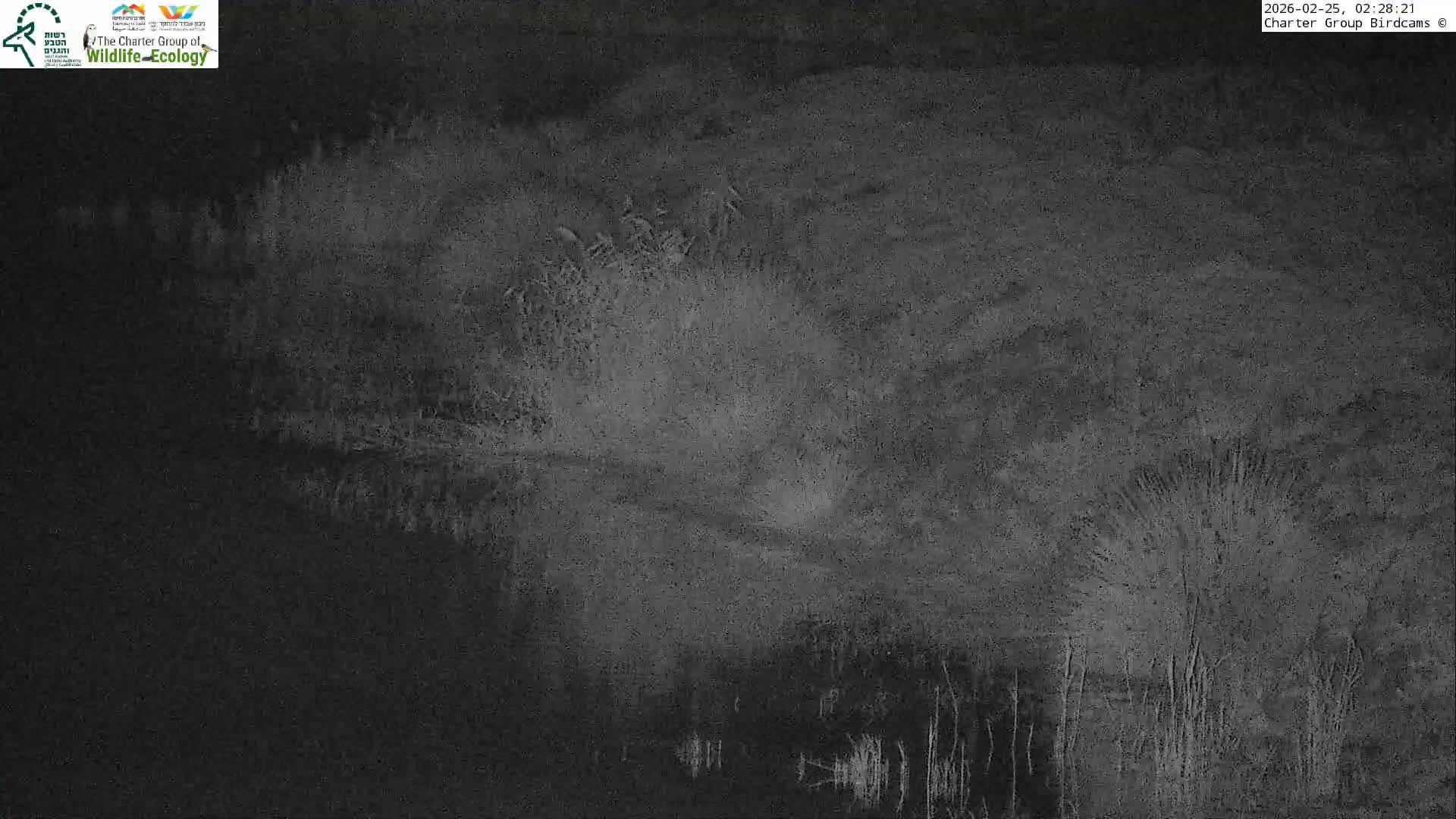 Israel-Syria Border Animal Life, Golan Hills & (Mount Hermon)/Jabal al Shaykh View from Hula Nature Reserve Live Cam - Yesud Hamaala, Northern, Israel