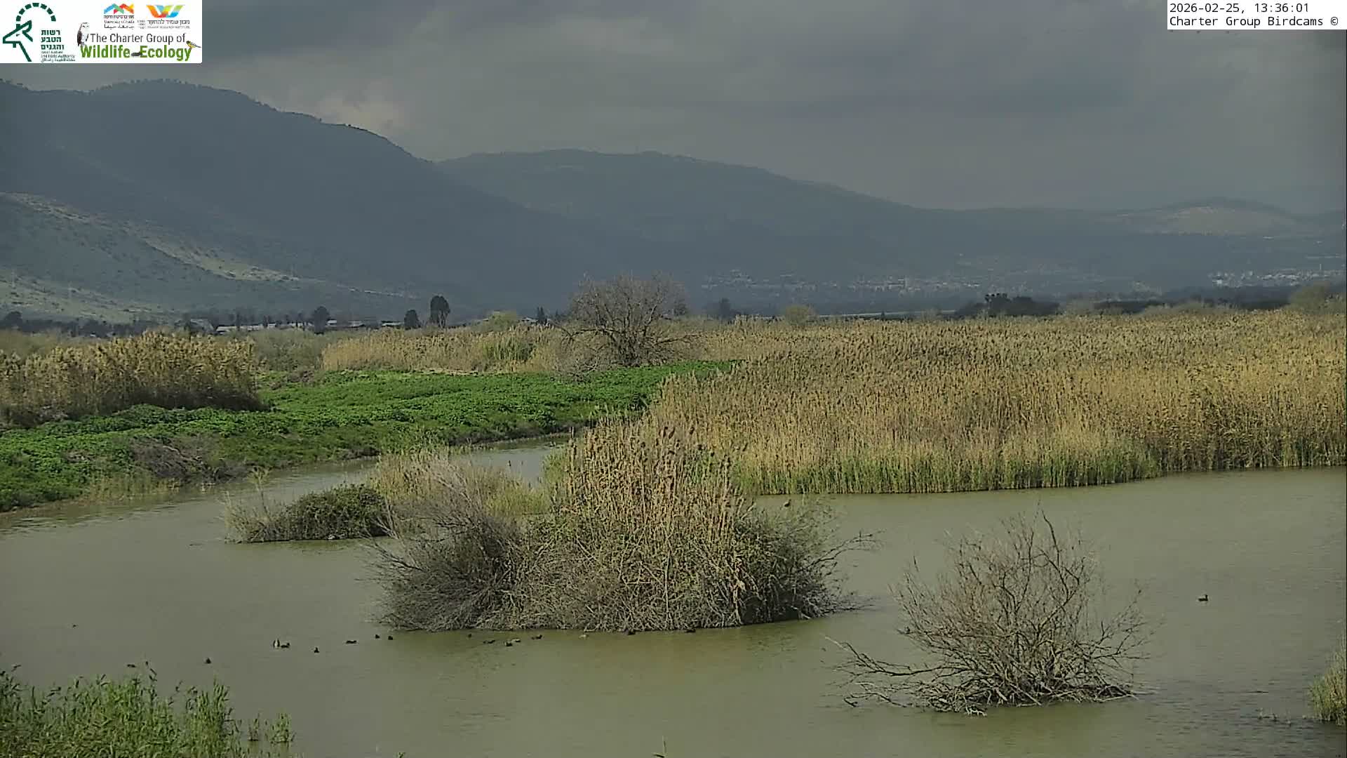Israel-Syria Border Animal Life, Golan Hills & (Mount Hermon)/Jabal al Shaykh View from Hula Nature Reserve Live Cam - Yesud Hamaala, Northern, Israel