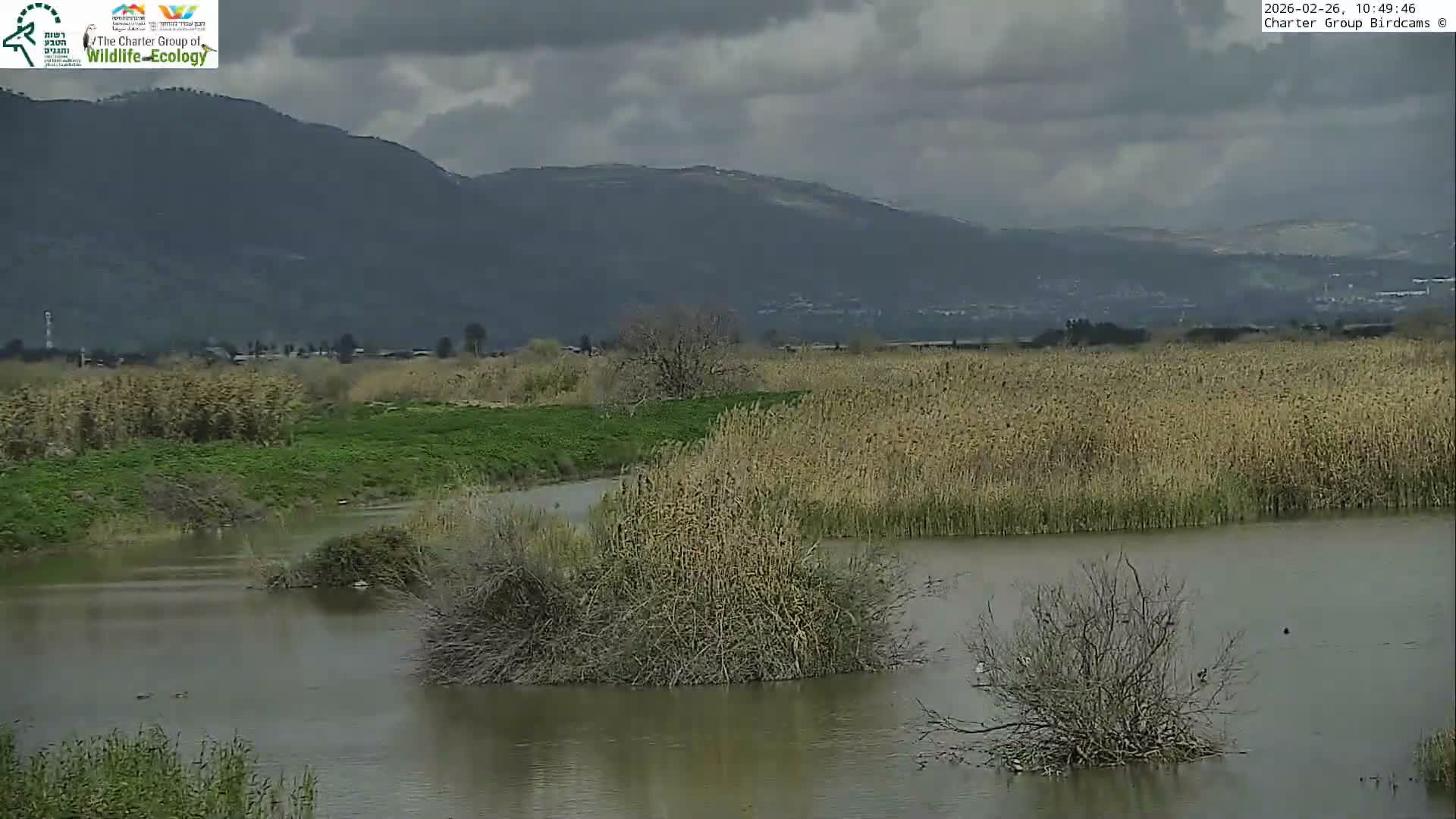 Israel-Syria Border Animal Life, Golan Hills & (Mount Hermon)/Jabal al Shaykh View from Hula Nature Reserve Live Cam - Yesud Hamaala, Northern, Israel