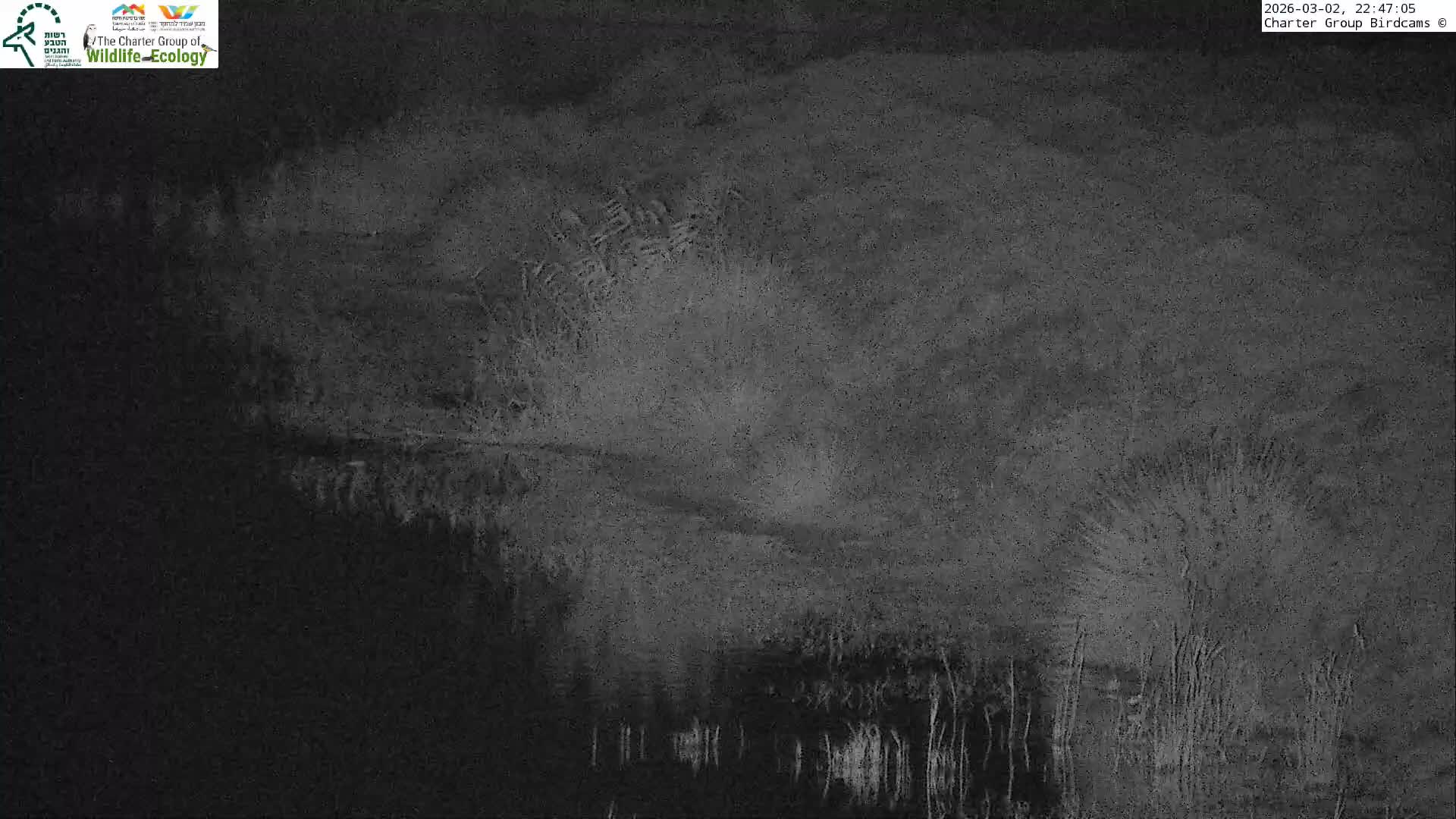 Israel-Syria Border Animal Life, Golan Hills & (Mount Hermon)/Jabal al Shaykh View from Hula Nature Reserve Live Cam - Yesud Hamaala, Northern, Israel
