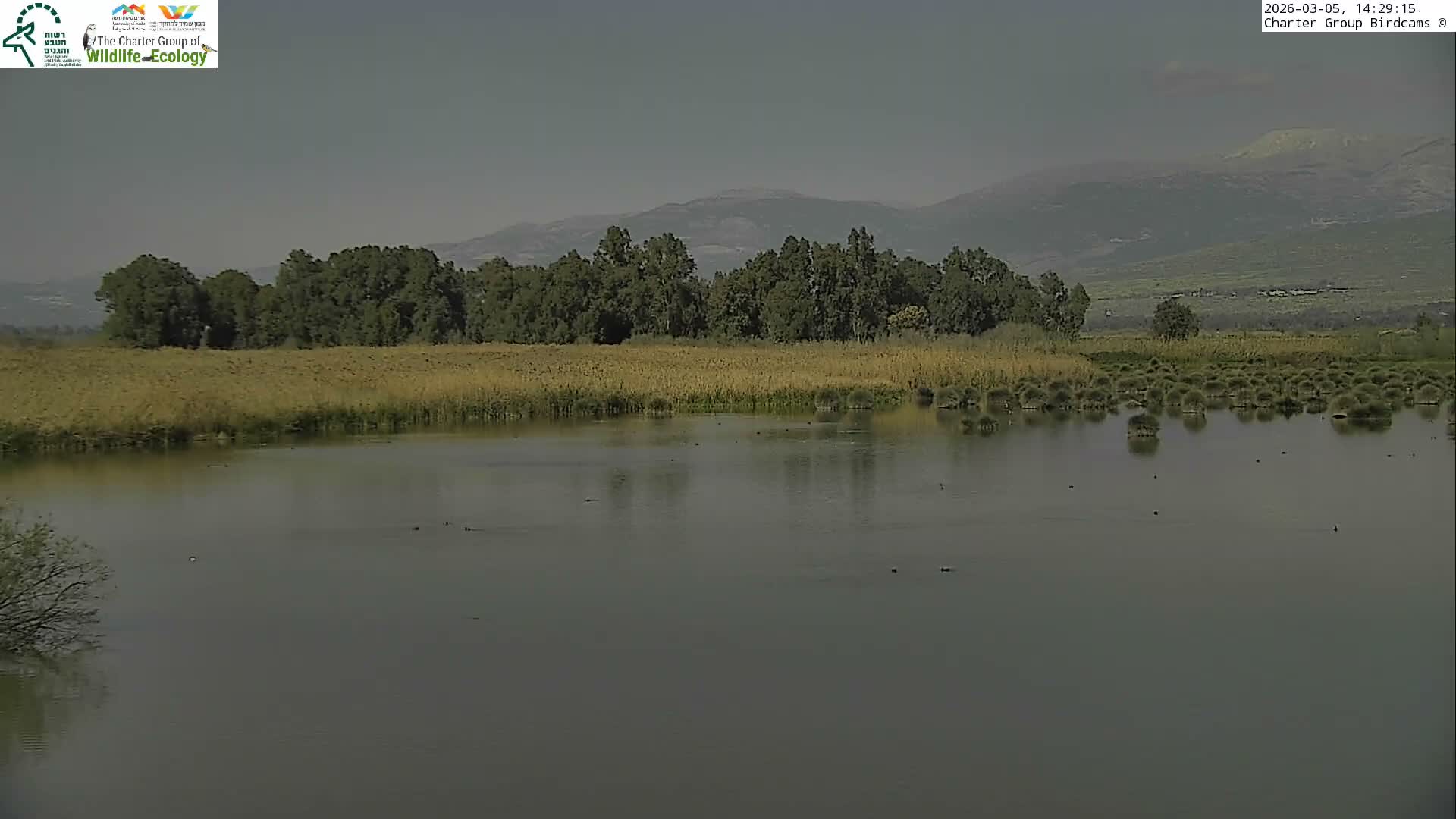 Israel-Syria Border Animal Life, Golan Hills & (Mount Hermon)/Jabal al Shaykh View from Hula Nature Reserve Live Cam - Yesud Hamaala, Northern, Israel