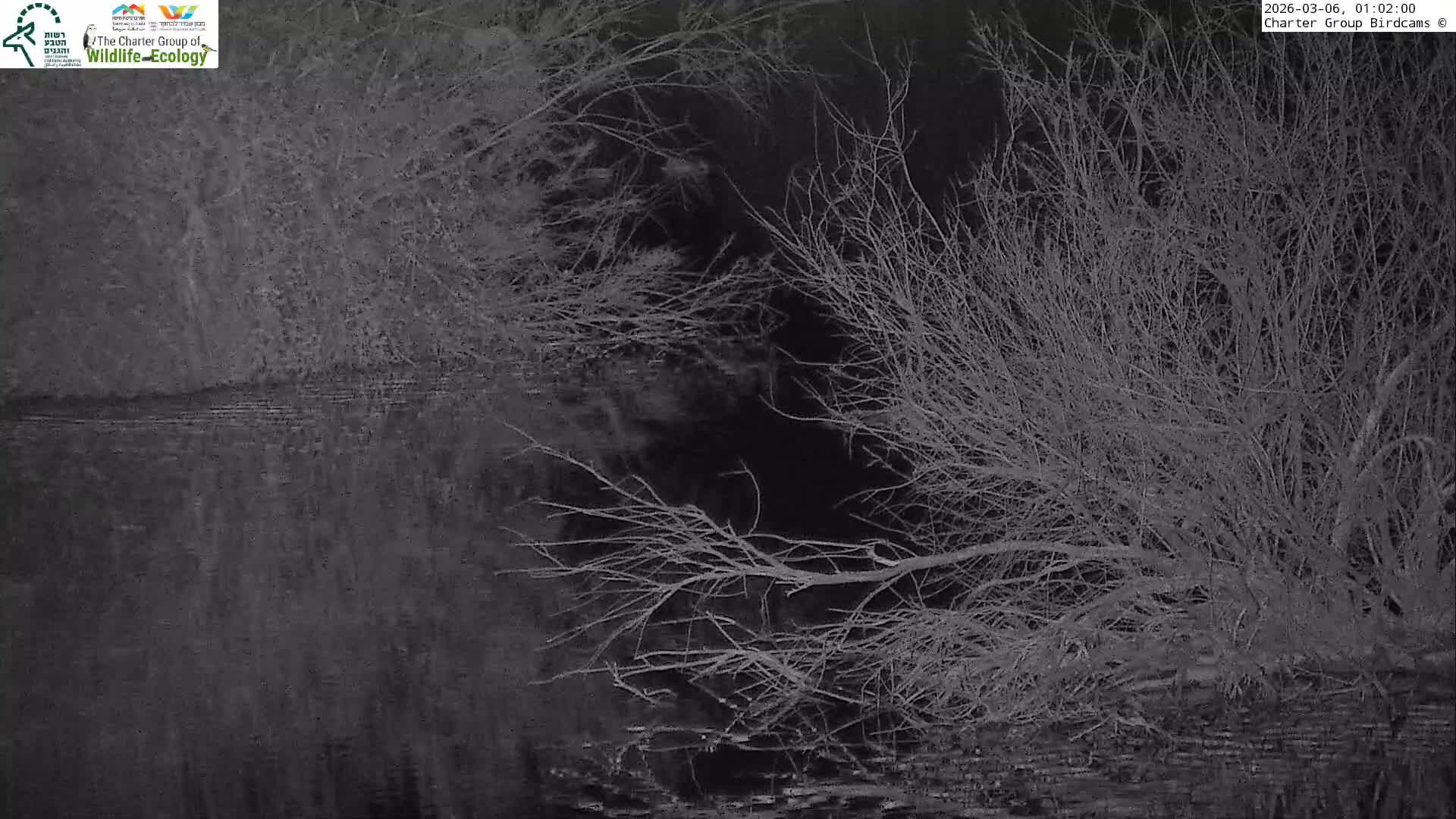 Israel-Syria Border Animal Life, Golan Hills & (Mount Hermon)/Jabal al Shaykh View from Hula Nature Reserve Live Cam - Yesud Hamaala, Northern, Israel