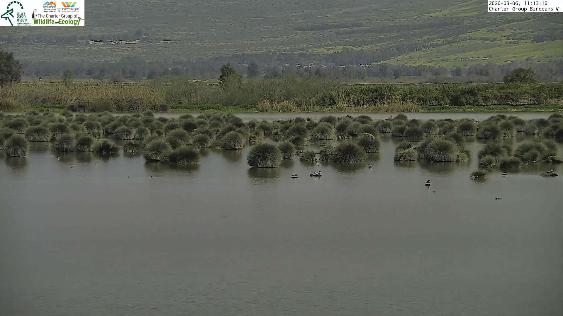 Israel-Syria Border Animal Life, Golan Hills & (Mount Hermon)/Jabal al Shaykh View from Hula Nature Reserve Live Cam - Yesud Hamaala, Northern, Israel