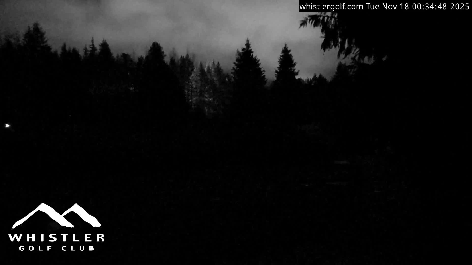 A very dark and overcast night scene depicts the silhouettes of numerous pine trees against a dimly lit, cloudy sky.