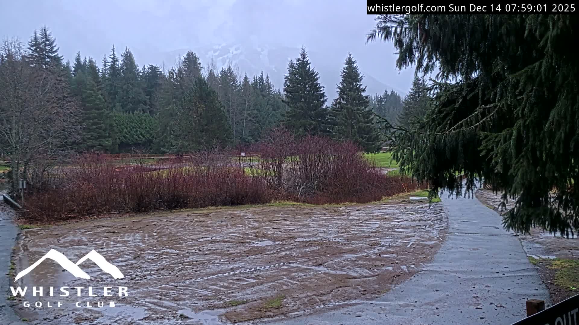 A dark, overcast night reveals a grassy expanse and a path leading into a dense evergreen forest, with a large, cloud-shrouded mountain visible in the background.