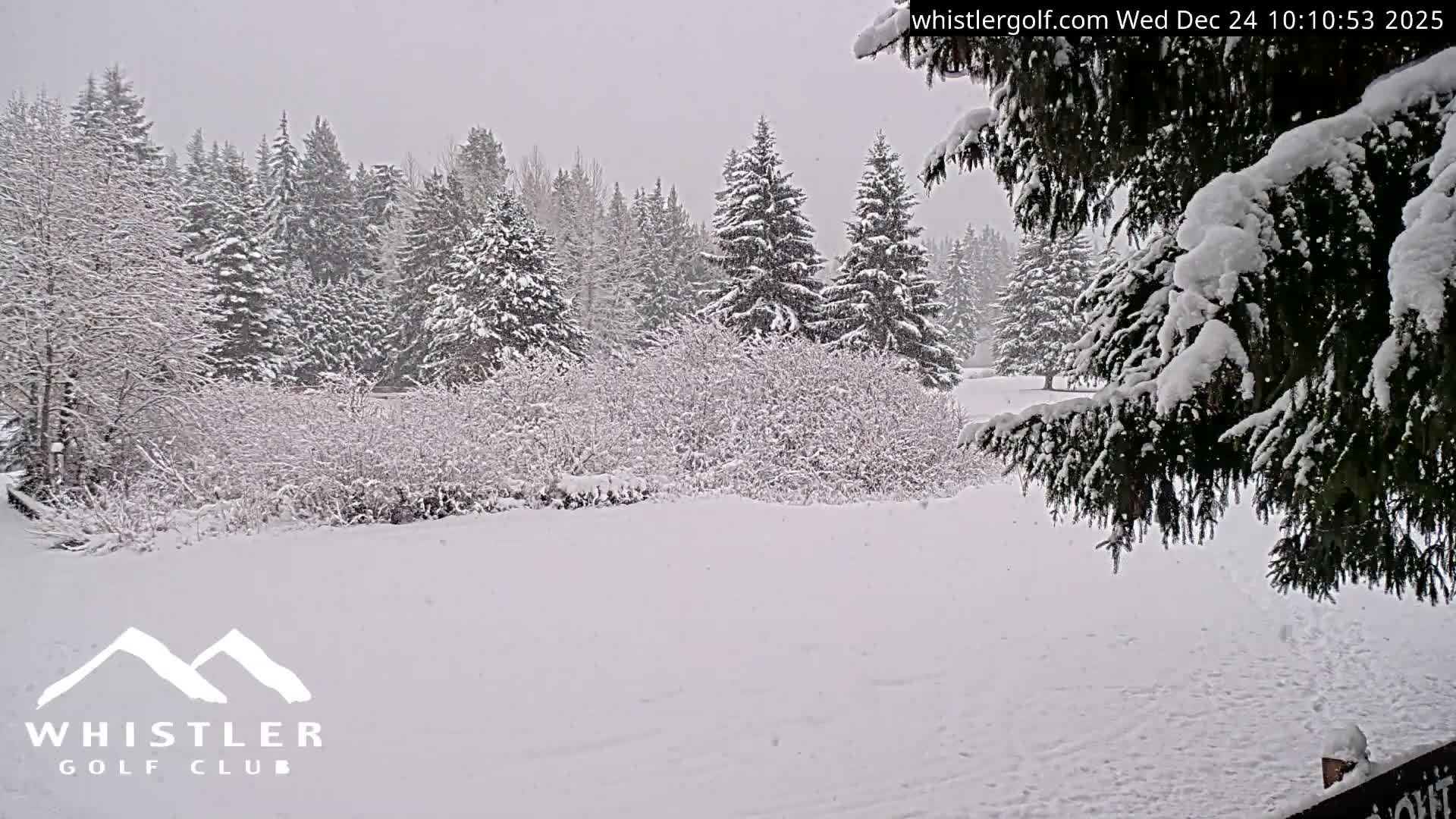 A dark, overcast night reveals a grassy expanse and a path leading into a dense evergreen forest, with a large, cloud-shrouded mountain visible in the background.